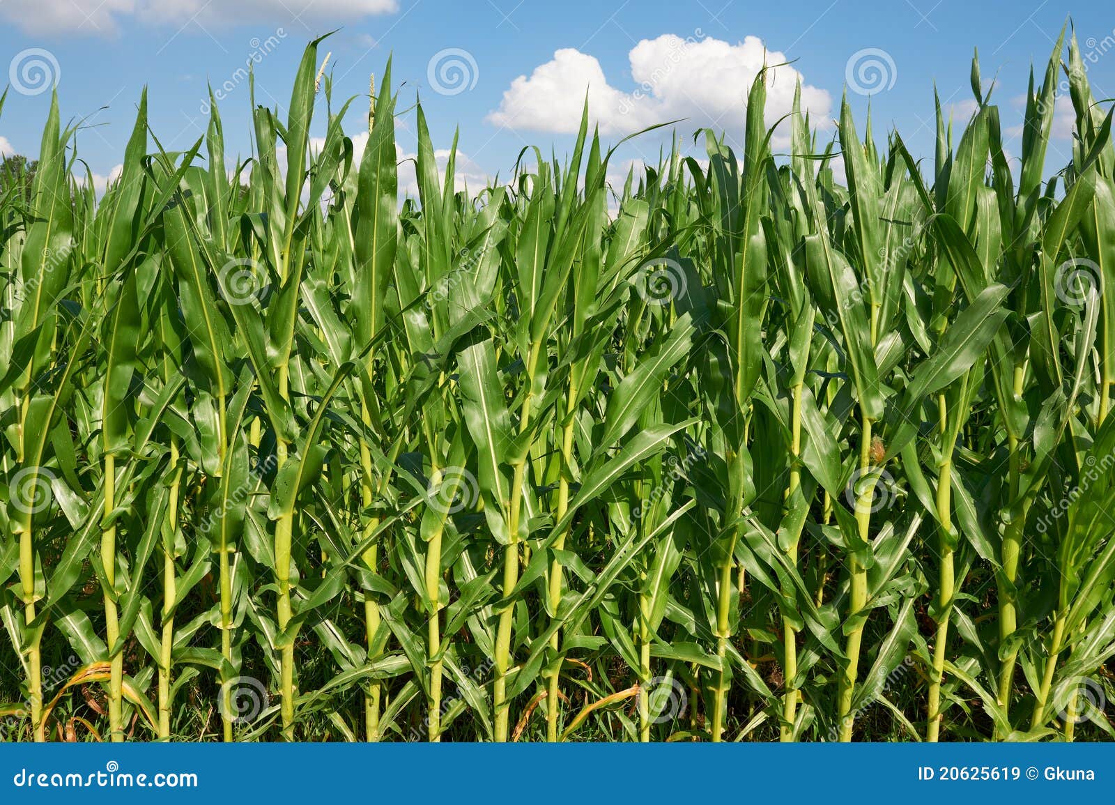 fodder corn