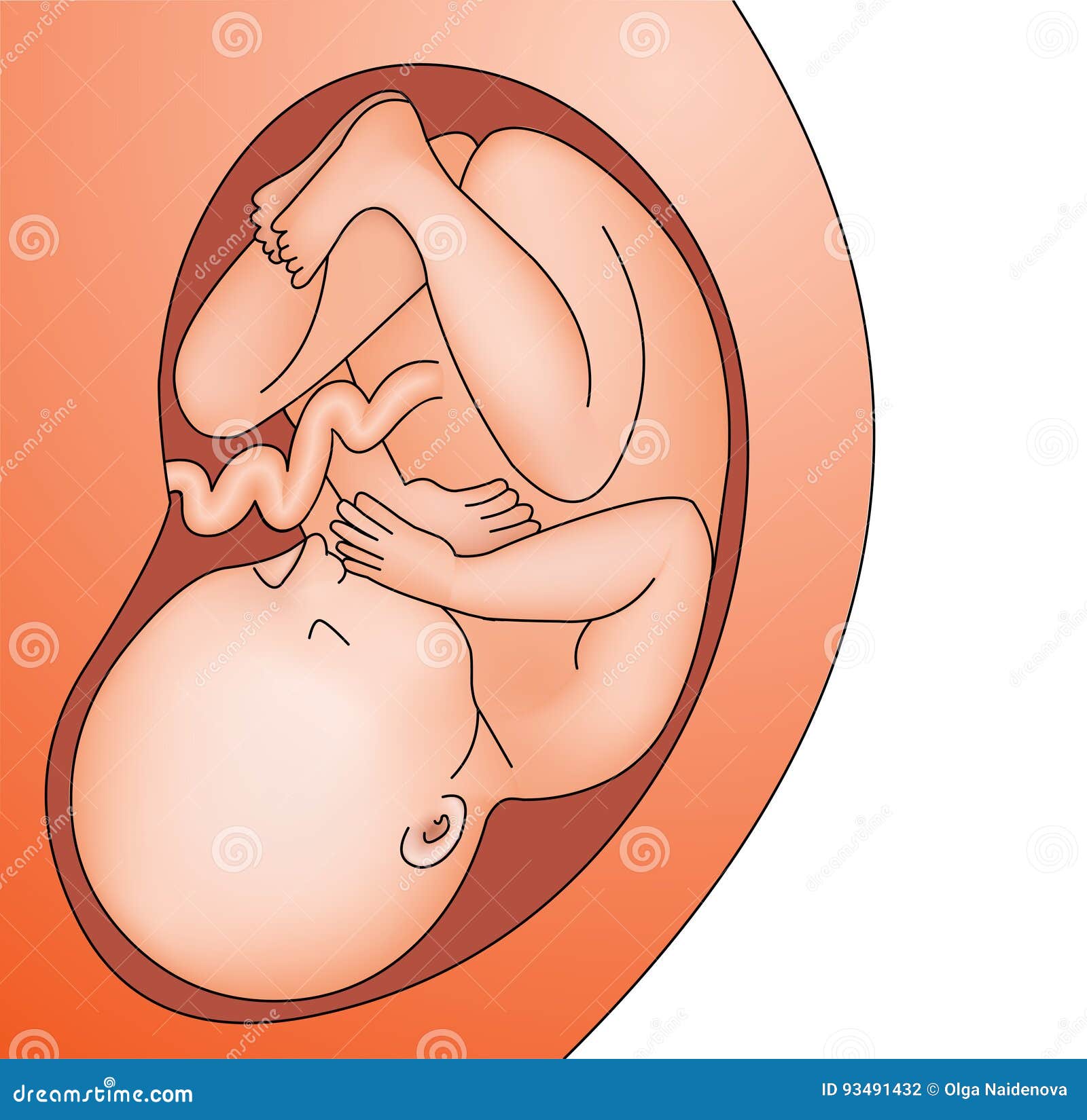 Foetus Dans Le Bebe Adulte De Ventre Dans L Uterus D Enceinte Illustration De Vecteur Illustration Du Croissance Grossesse Foetus Dans Le Bebe Adulte De Ventre Dans L Uterus D Enceinte Illustration De Vecteur Illustration Du Croissance Grossesse