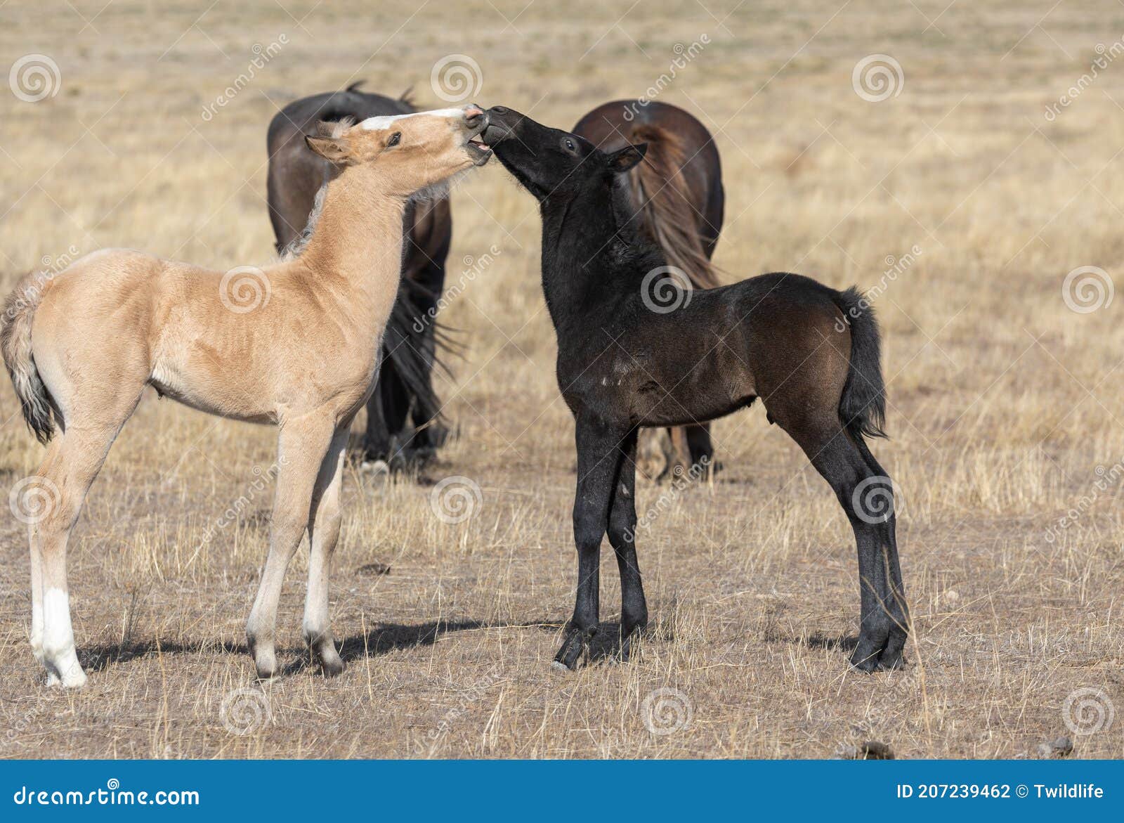 Cavalos fofinhos nunca são demais!