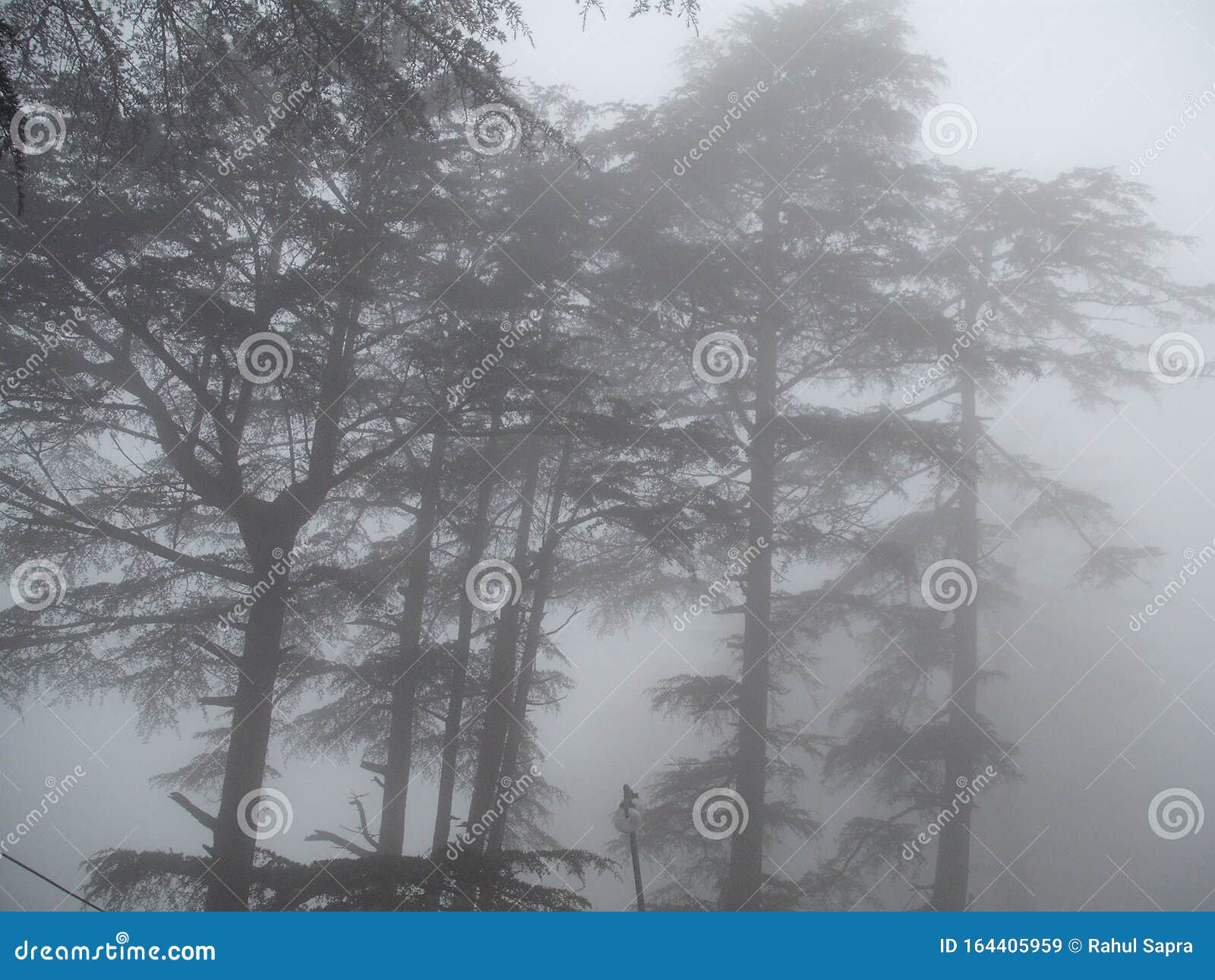 fog in the forest, big high trees in kashmir, kashmir big trees