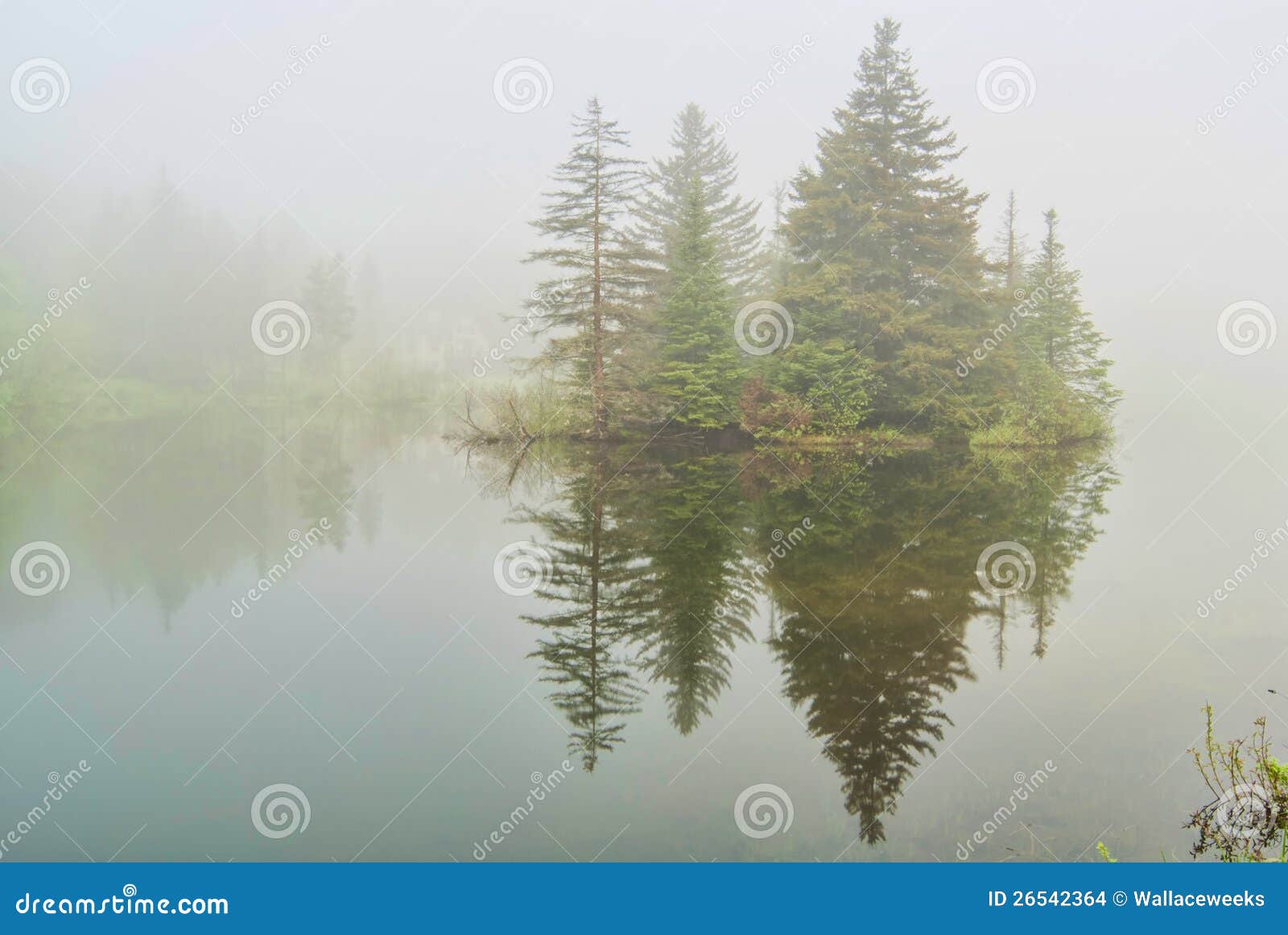 Fog on Spruce Lake in Vermont Stock Photo Image of trees, impared