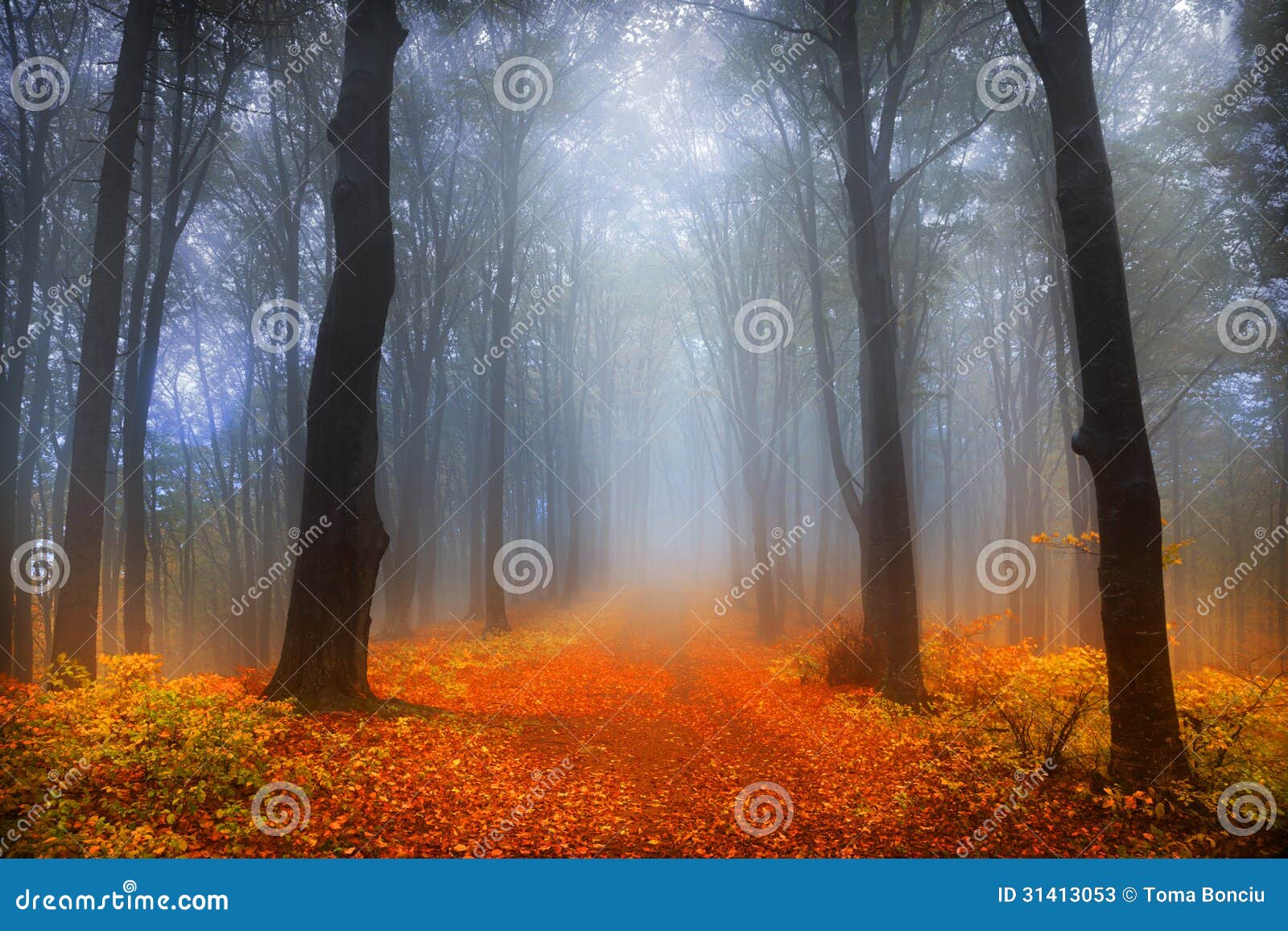 foggy day into the forest during autumn