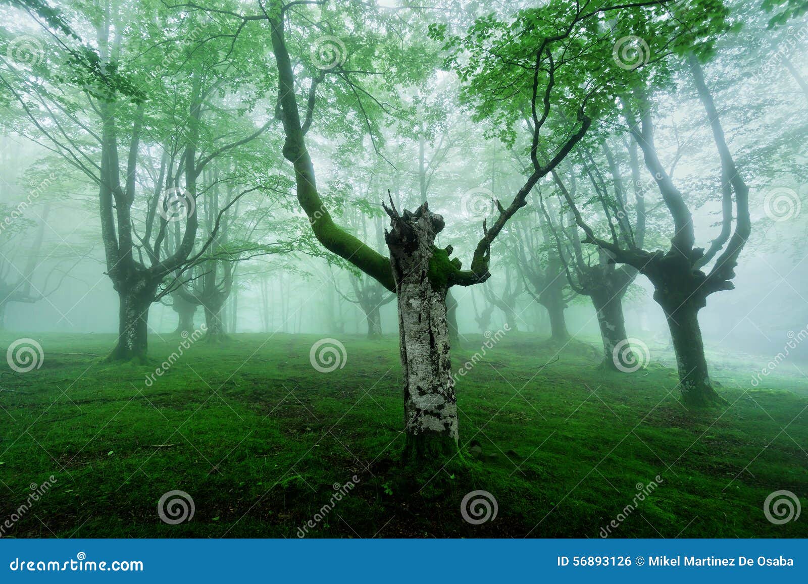 Foggy Forest With Fog Stock Photo Image Of Foggy Mysterious 56893126