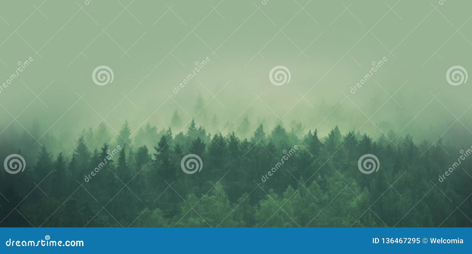 foggy forest panorama