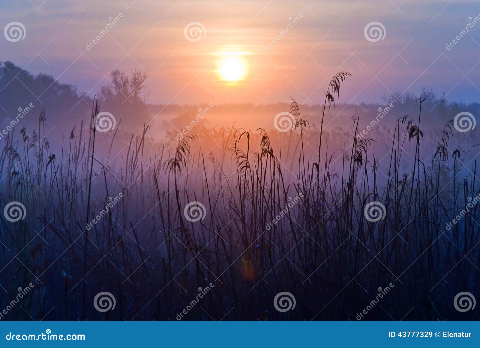 foggy landscape. early morning on a meadow