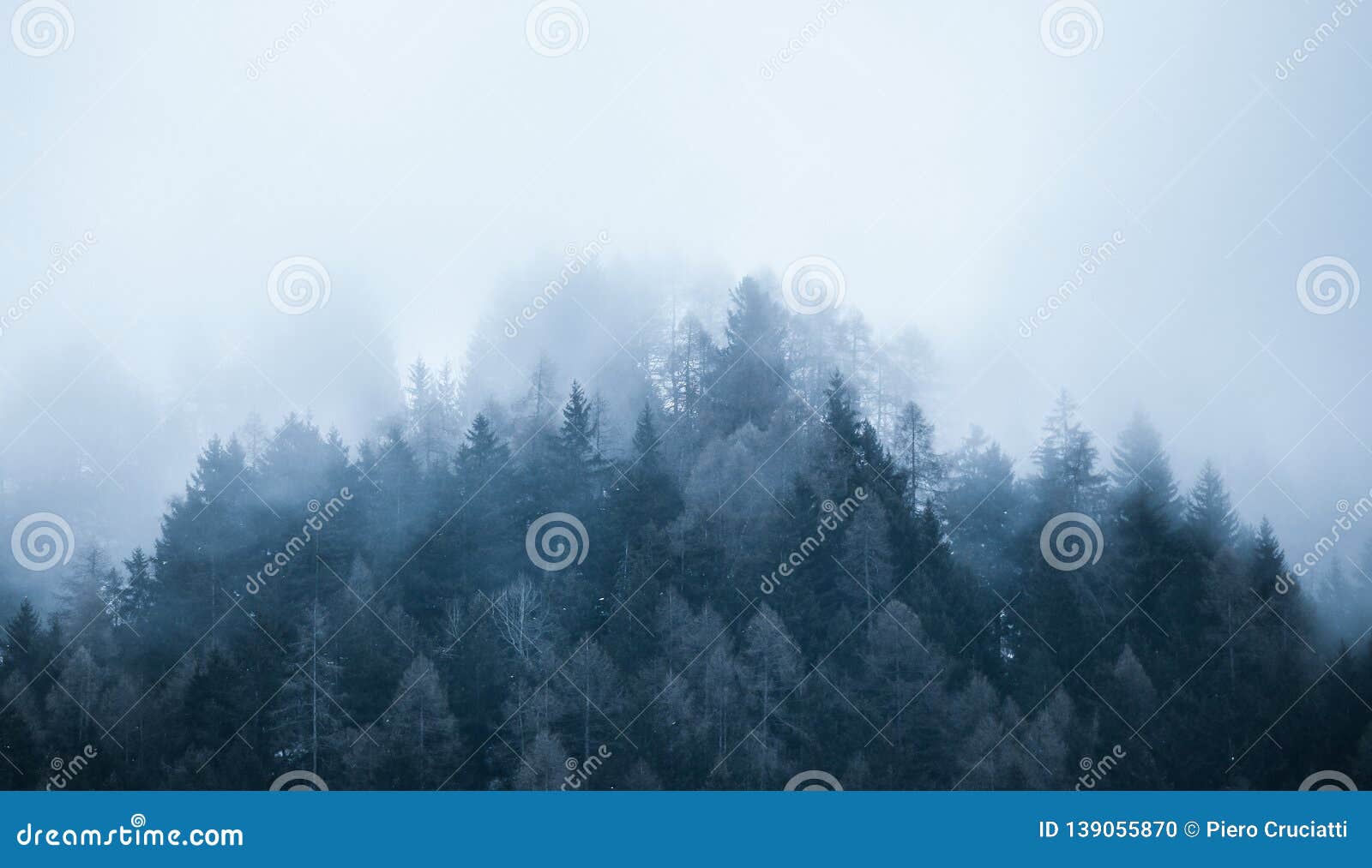 foggy landscape. firs tree tops in coniferous forest in the mist in winter.