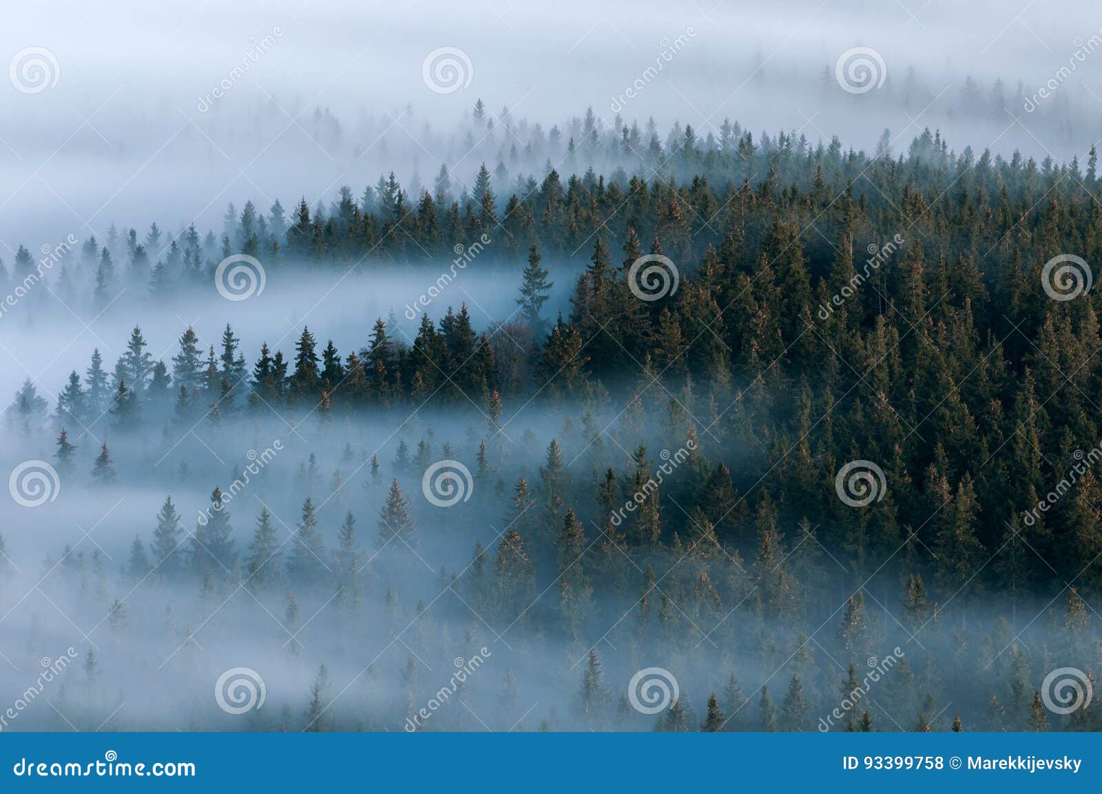 foggy landscape. foggy valley of sumava national park. detail of forest, boubin mountain of czech republic.