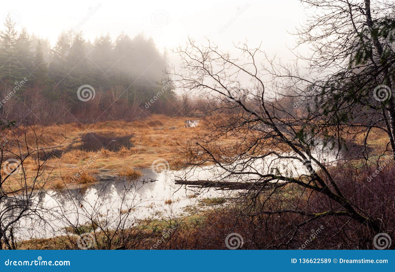 foggy marshland