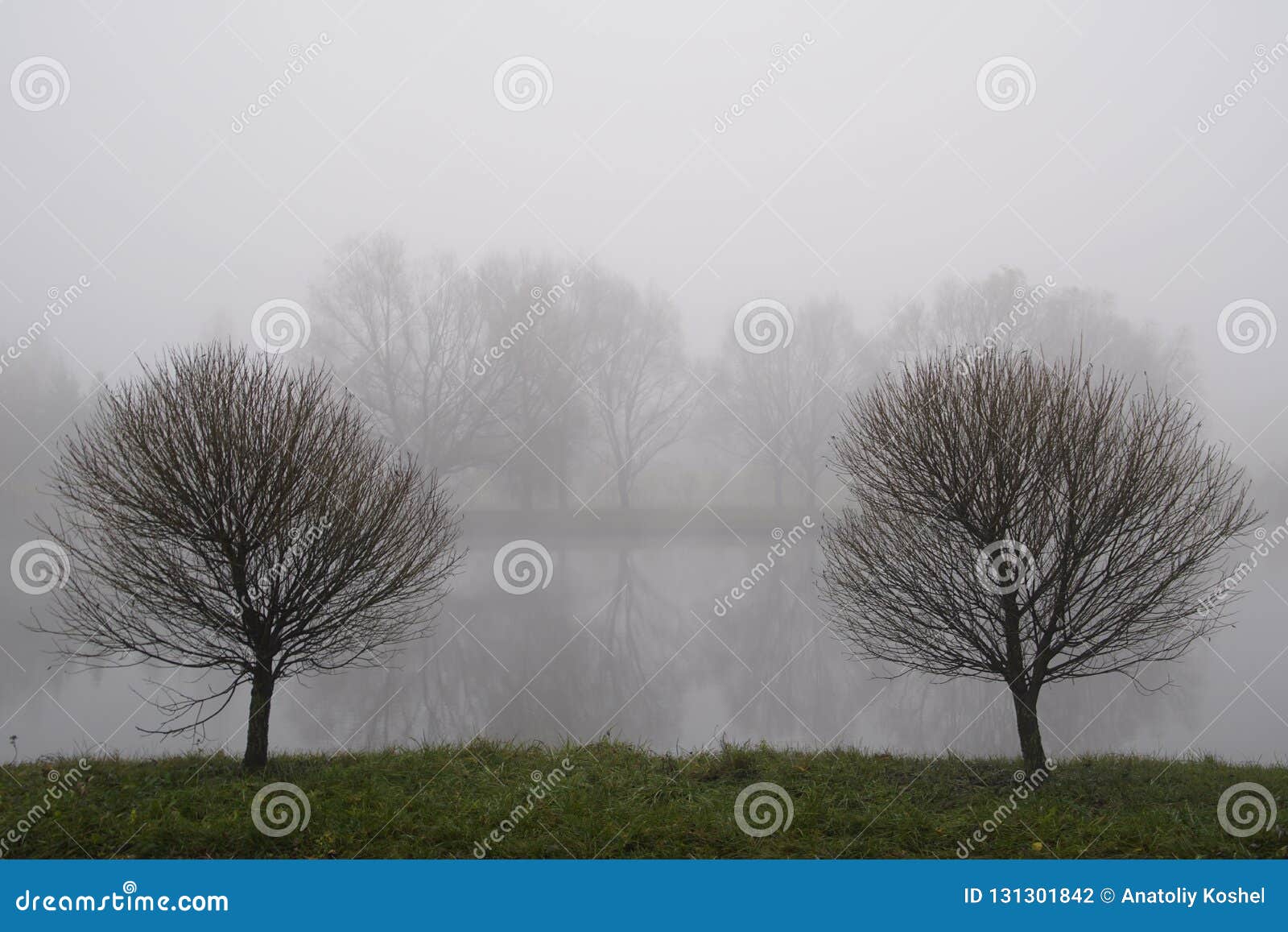 Foggy Morning in November. Bare Tree Branches in the Fall. Fog and