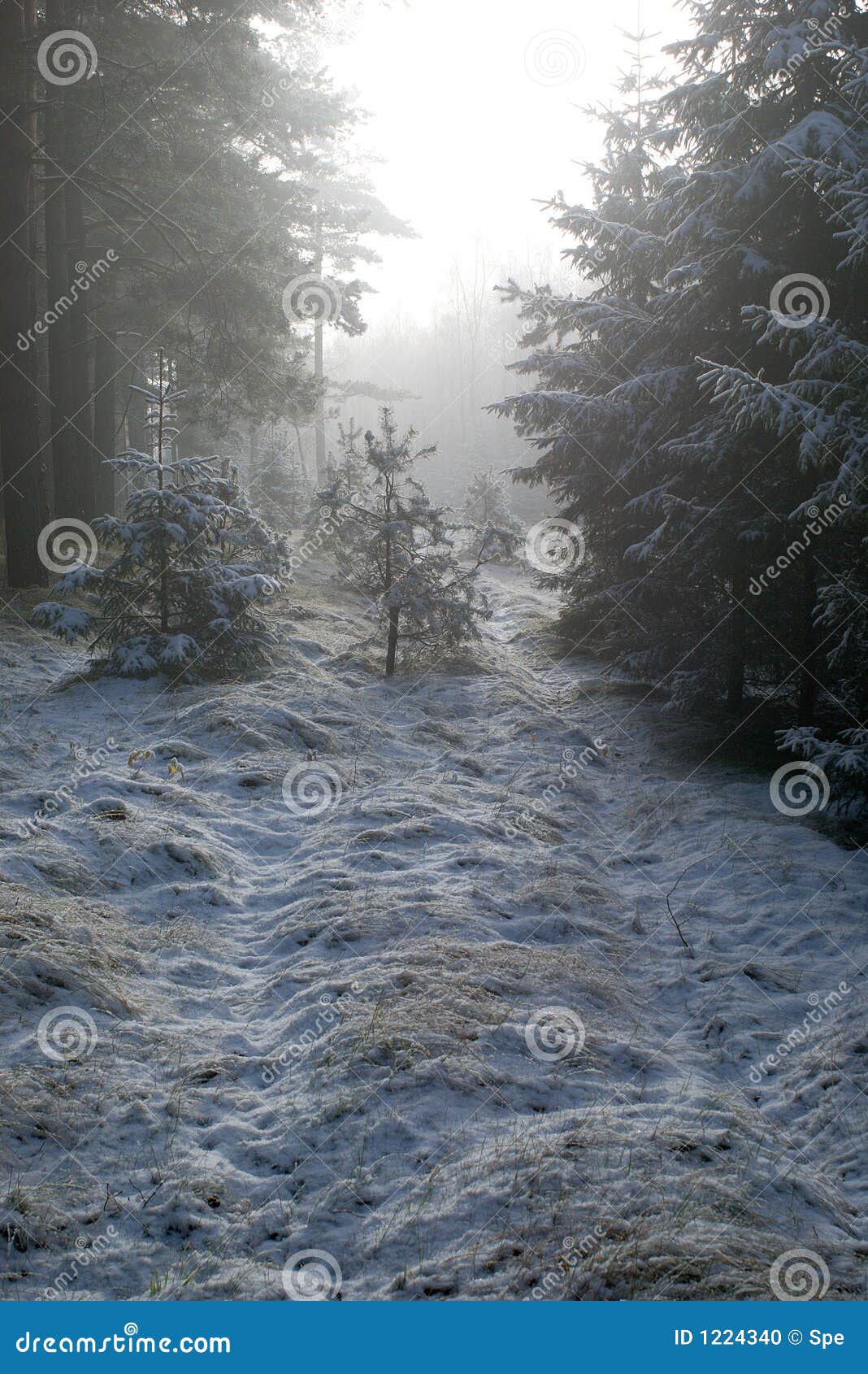 Foggy path stock photo. Image of misty, dreamy, branches - 1224340
