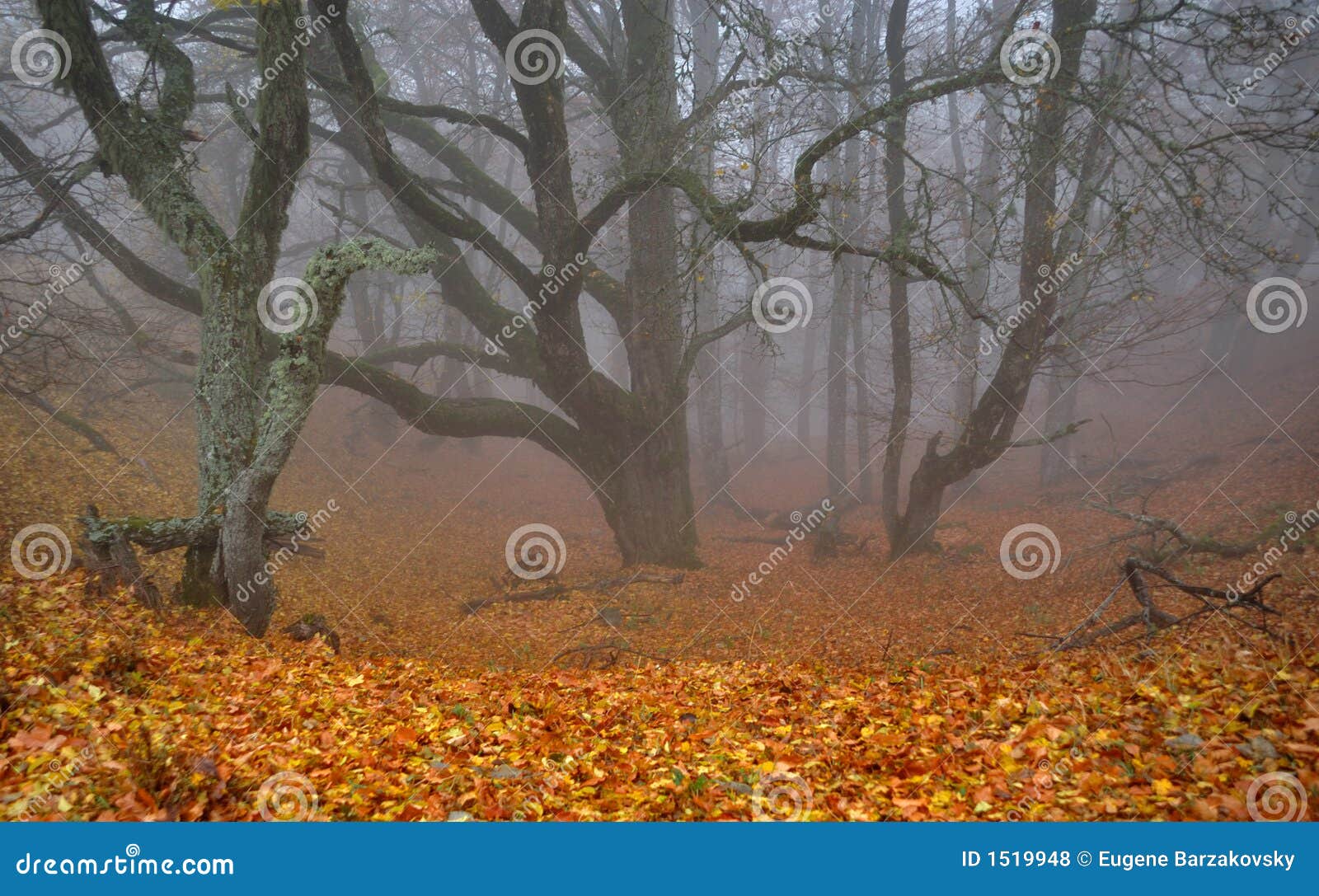 foggy ravine in autumn forest