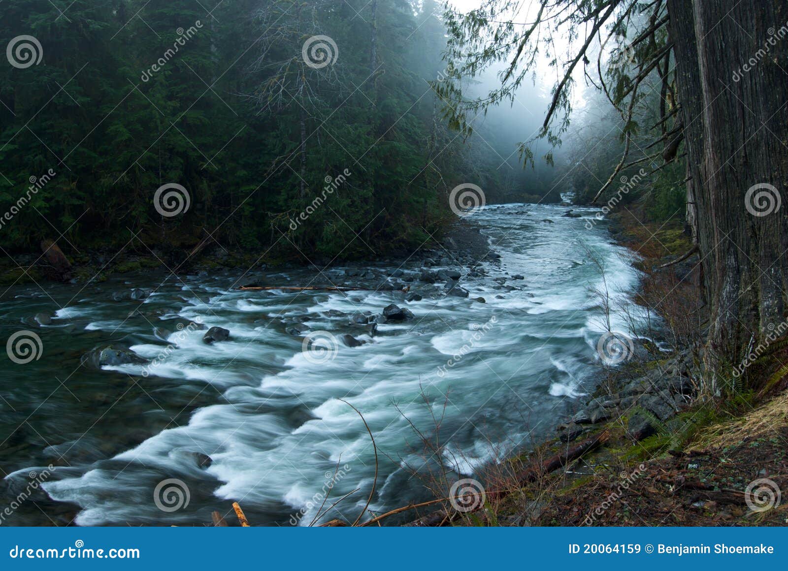 foggy scene on the sol duc river