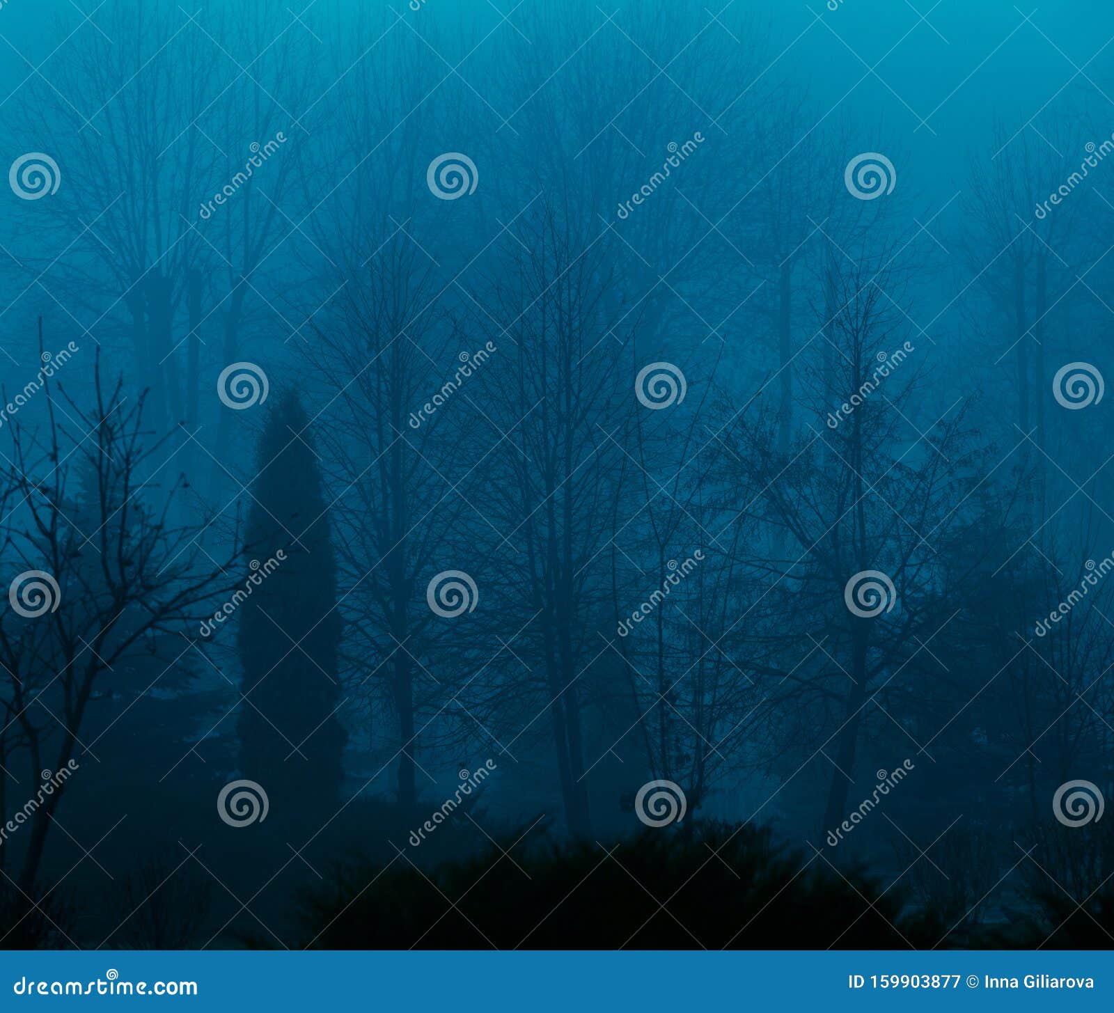 Foggy Silhouettes of Trunks and Branches Stock Image - Image of dusk