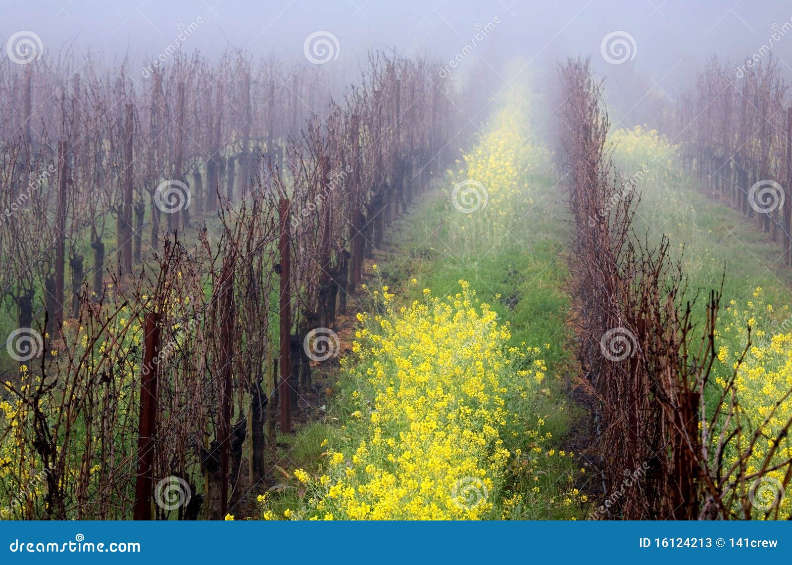 Foggy Vineyard stock image. Image of mustard, grass, foggy 16124213