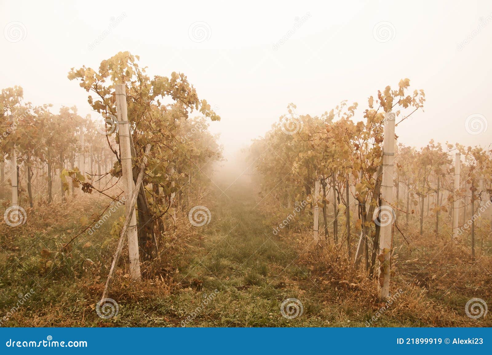 Foggy vineyard stock image. Image of vine, mist, foggy 21899919