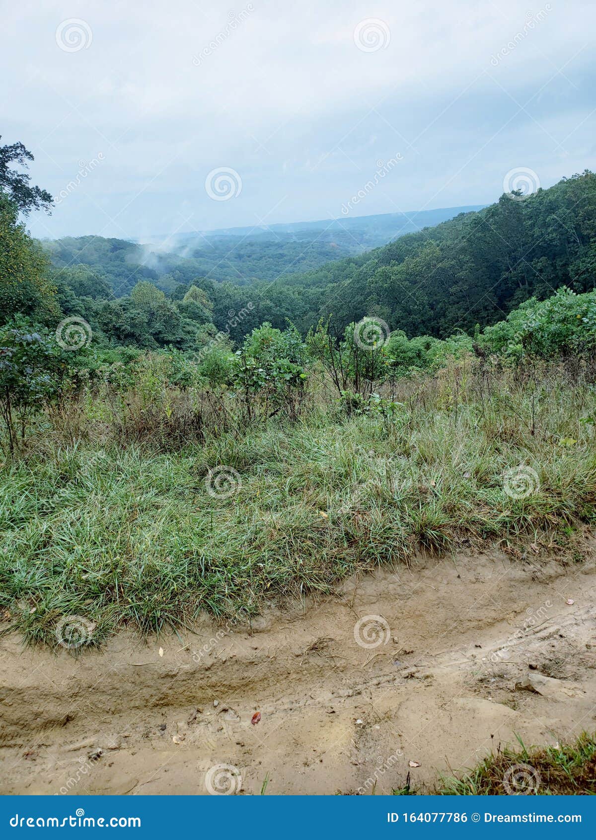 Foggy Woods Overhead Nature Parks Stock Photo Image of woods, nature 164077786