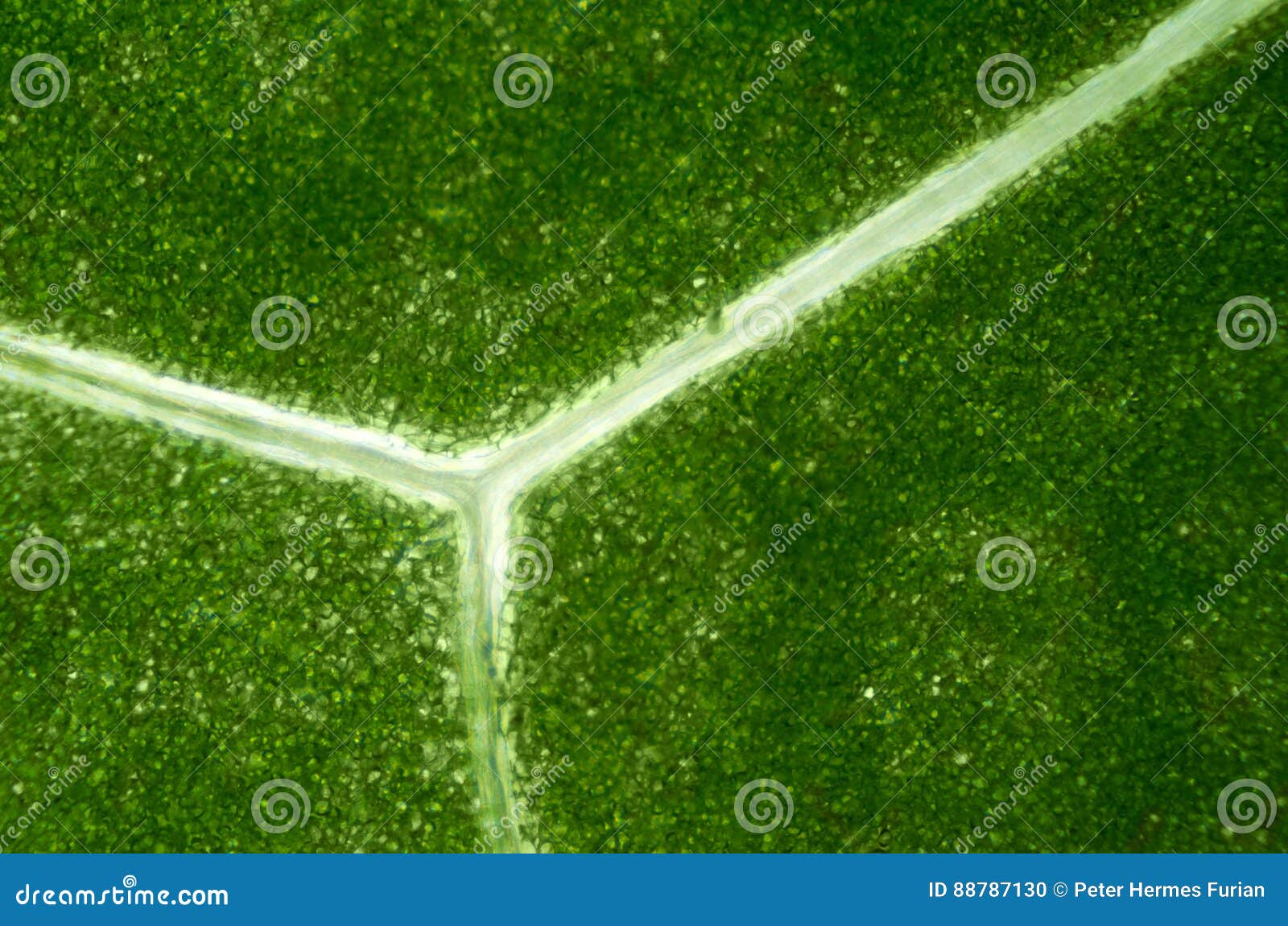 Foglia Della Lattuga Sotto Il Microscopio Ottico Fotografia Stock -  Immagine di ramificazione, traslucido: 88787130