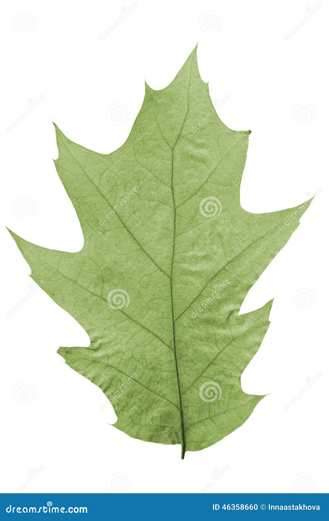 Foglia della quercia come simbolo di autunno. Foglia verde della quercia come simbolo come concetto di tema stagionale come icona del tempo di caduta su un fondo bianco isolato