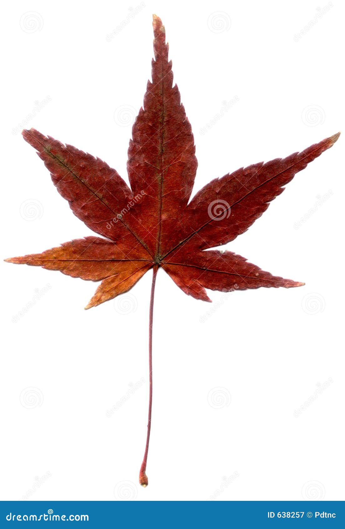 Acer Palmatum Dissectum 'petardo'. Acero Giapponese Ramo Di Albero E Foglie Contro Uno Sfondo Bianco H0dwmb - Foto 7