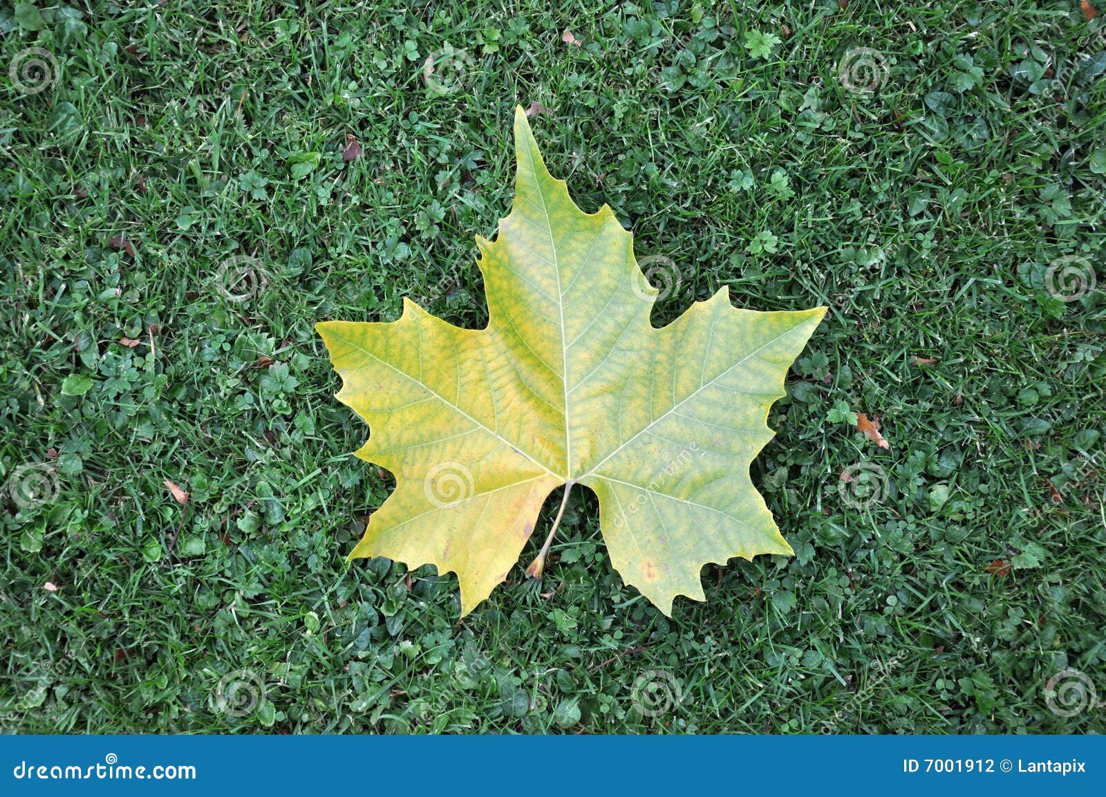 Foglia Di Acero Su Prato Inglese Verde Fotografia Stock Immagine Di Acer Acero