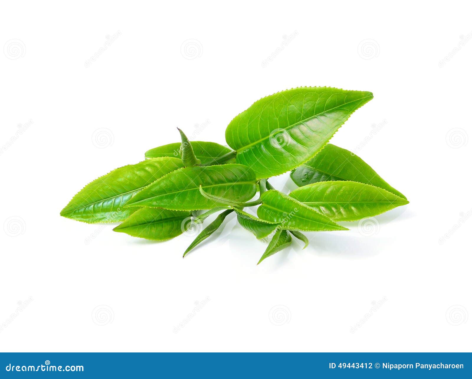 Gabbia Per Criceti Rosewood Pico XL - Casa Spaziosa Con Accessori Inclusi - Foto 2