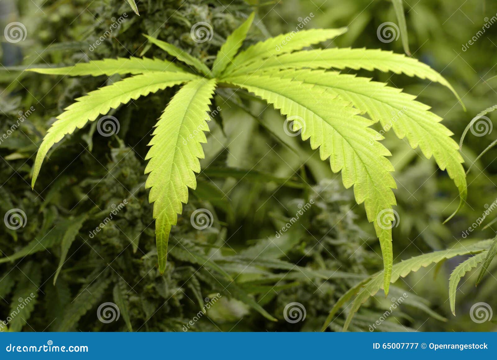 Calze Corte Donna Alla Caviglia Senza Elastico Cotone Estive Assortite Rb3762 Vicky 1 1 - Foto 8