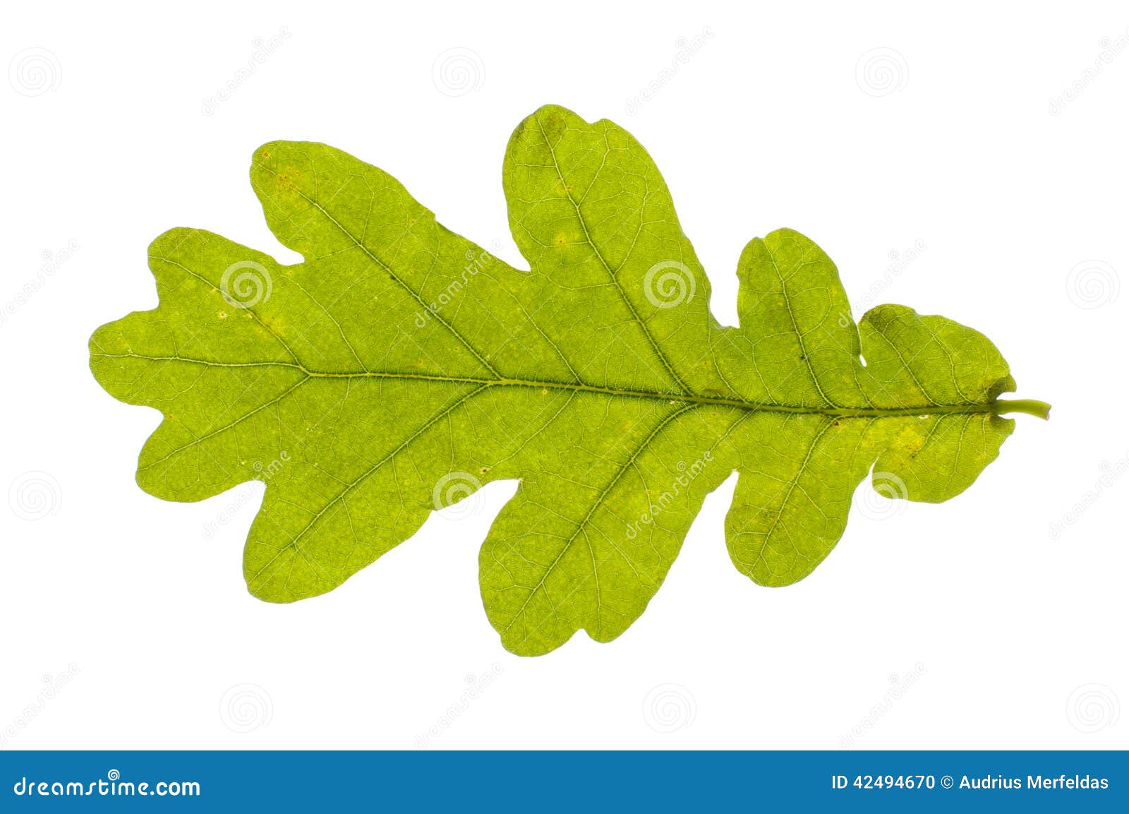 Foglia Della Quercia Fotografia Stock. Immagine Di Verde - 67517752