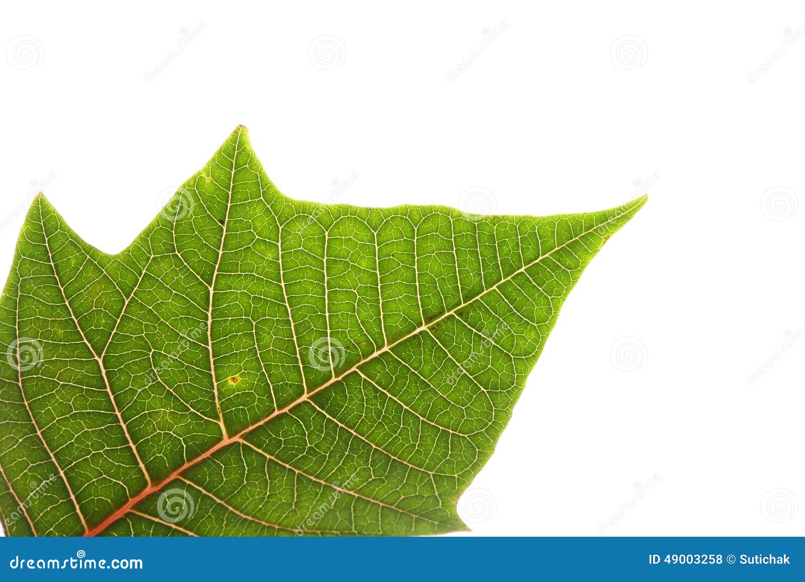 Disegno Di Una Stella Di Natale.Foglia Verde Dell Albero Di Natale Della Stella Di Natale Fotografia Stock Immagine Di Albero Estate 49003258