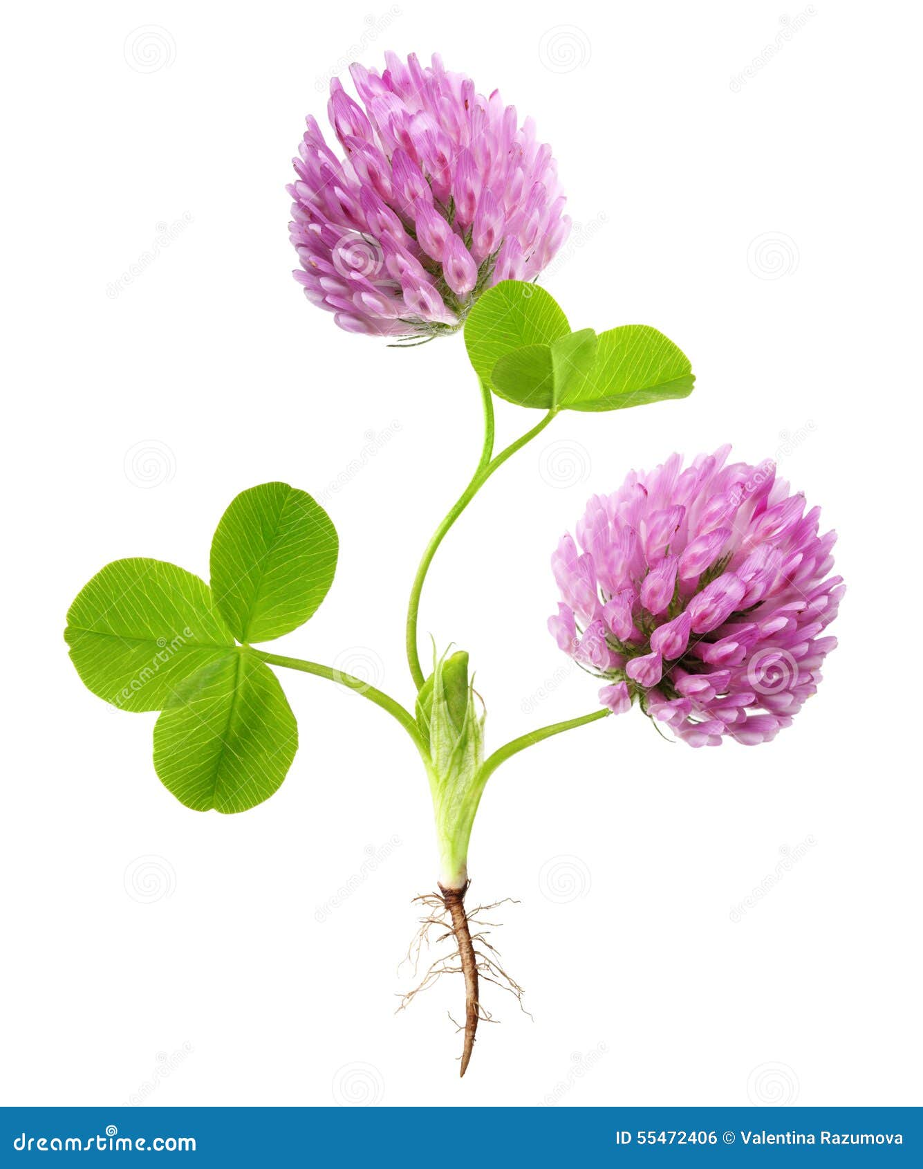 Ciondolo Trifoglio Fortunato In Argento 925 Con Smalto Verde - Per Bracciali Pandora E Stile Europeo, Regalo Per San Patrizio - Foto 9