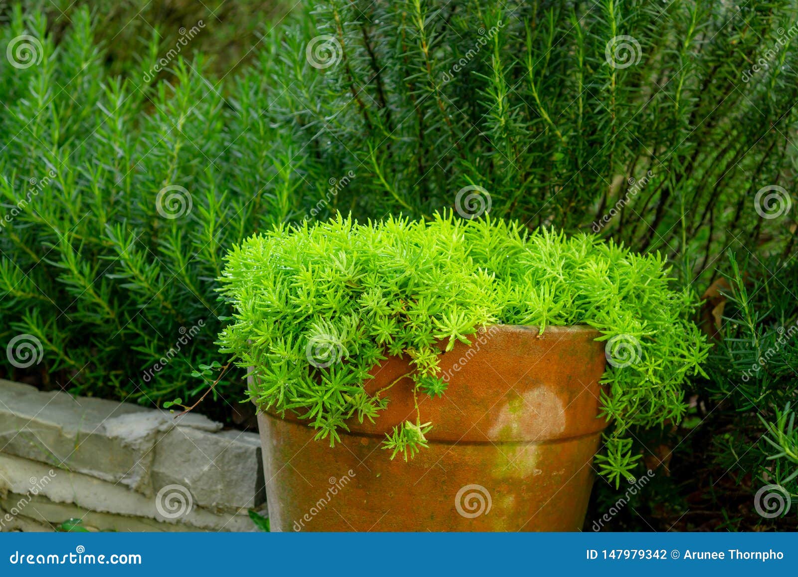 Fogliame Fresco Della Pianta Delle Foglie Aghiformi Della Pianta O Del Sedo Di Angelina Di Sedum Che Si Sparge In Terraglie Aranc Fotografia Stock Immagine Di Condimento Angelina