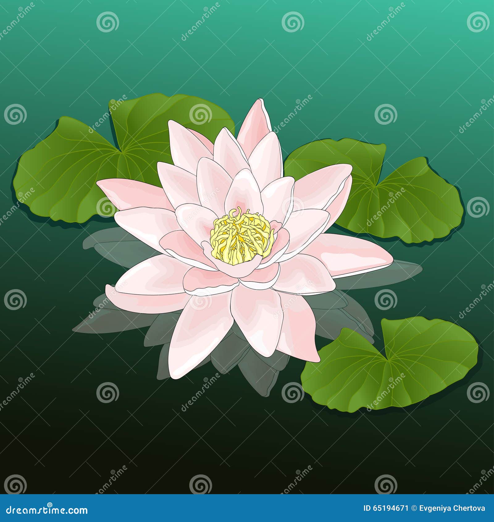 Foglie del loto di rosa della ninfea del fiore Immagine Stock