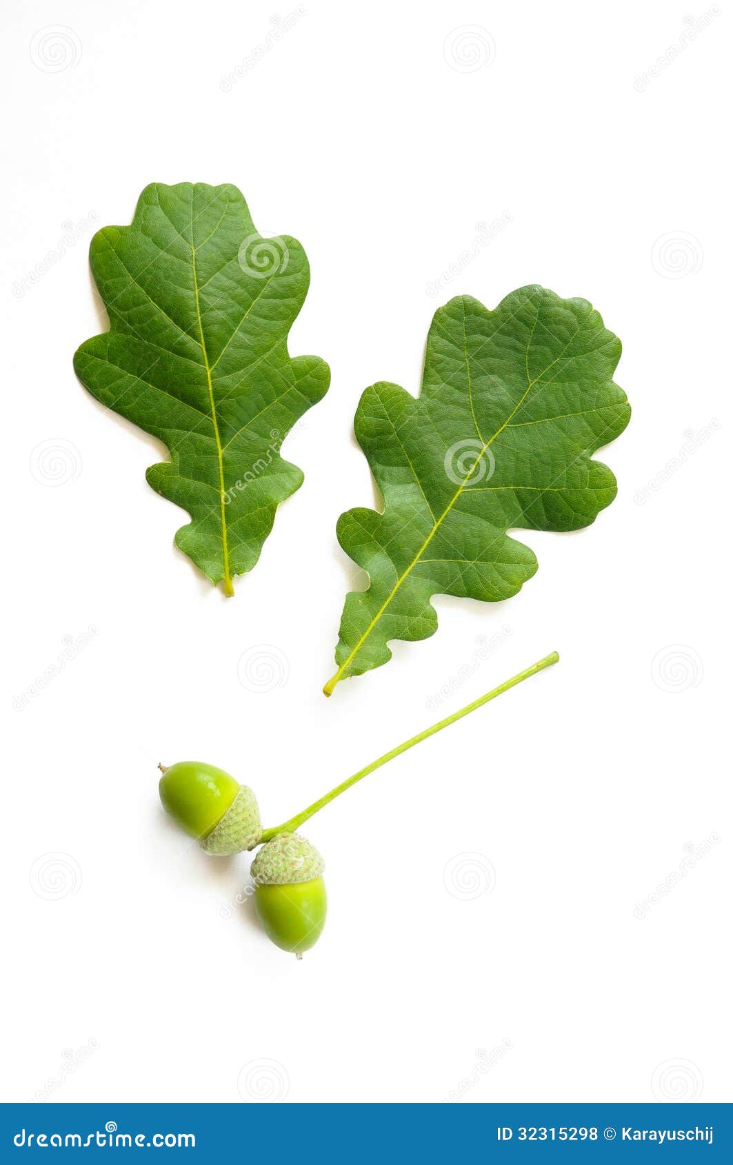 Ghiande E Foglie Della Quercia Isolate Su Bianco Fotografia Stock - Foto 12