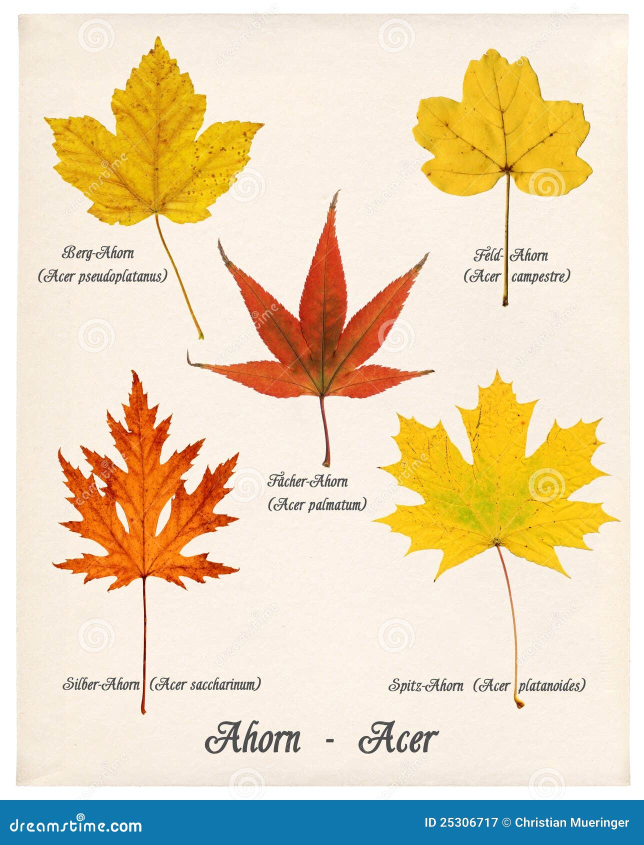 Fondo Variopinto Della Fine Del Fondo Delle Foglie Dell'albero Di Acero Autunno Su Multicolore Image125863736 - Foto 9