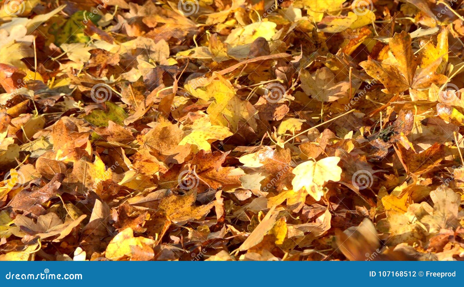 Foglie Di Autunno Che Cadono Al Rallentatore Stagione Di Caduta Variopinta  Stock Footage - Video Di Paesaggio, Ambiente: 107168512