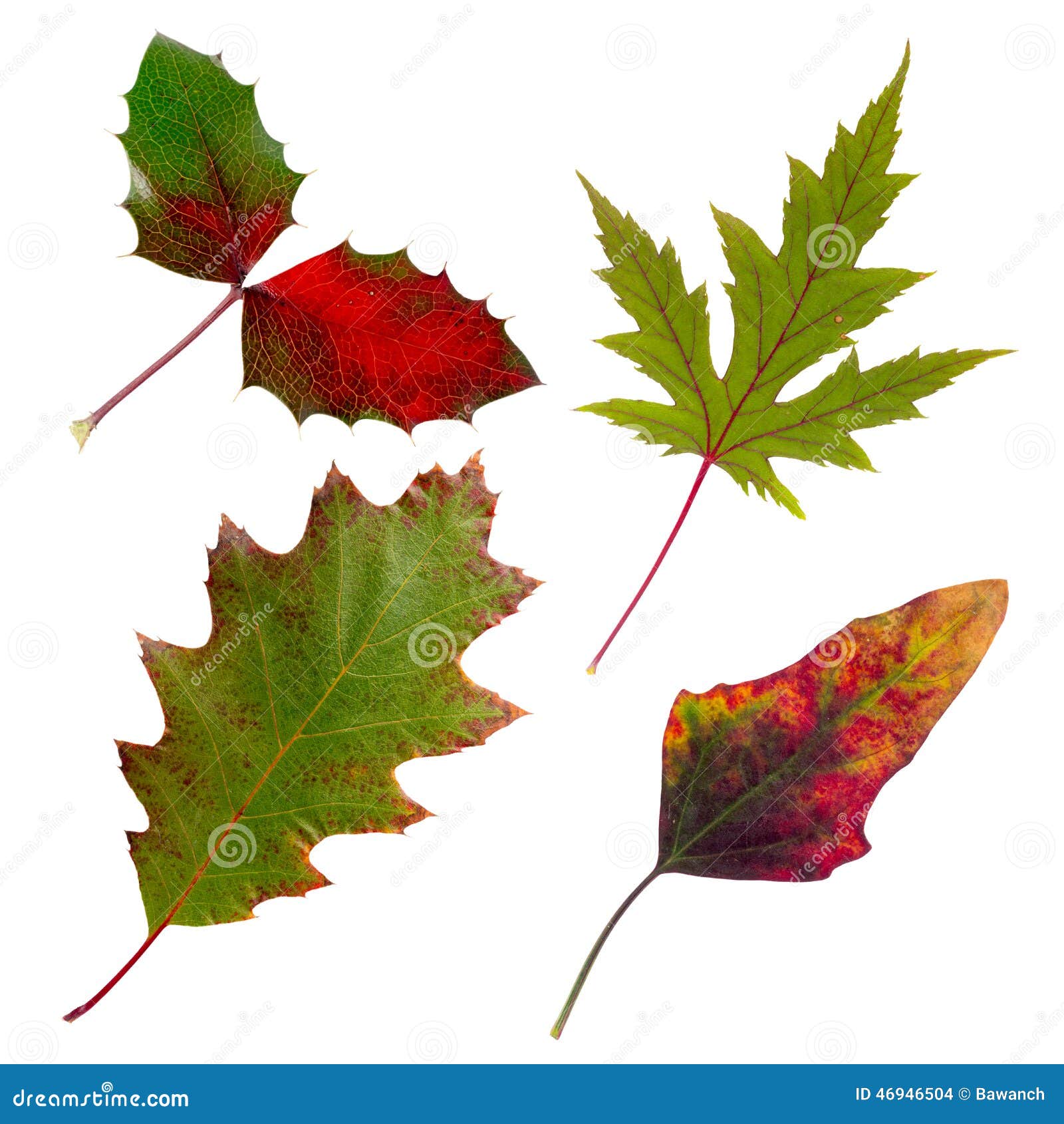 Foglie di autunno isolate messe. Alcune foglie di autunno luminose isolate su fondo bianco