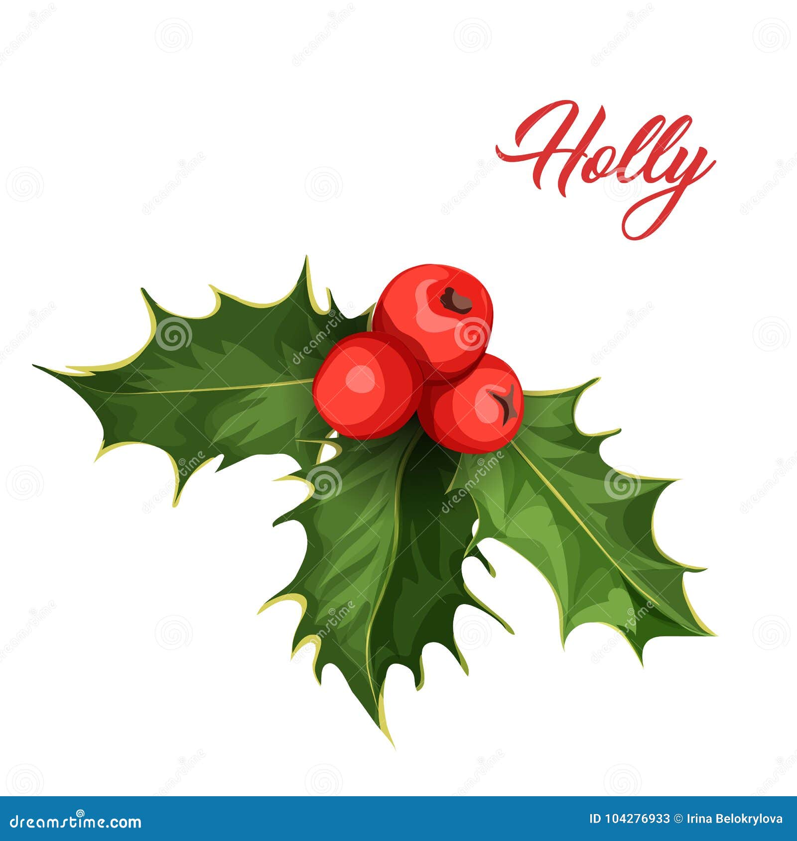 Vischio Natale.Foglie Di Ilex Del Vischio Dell Agrifoglio Di Natale Di Vettore Illustrazione Vettoriale Illustrazione Di Mistletoe Illustrazione 104276933