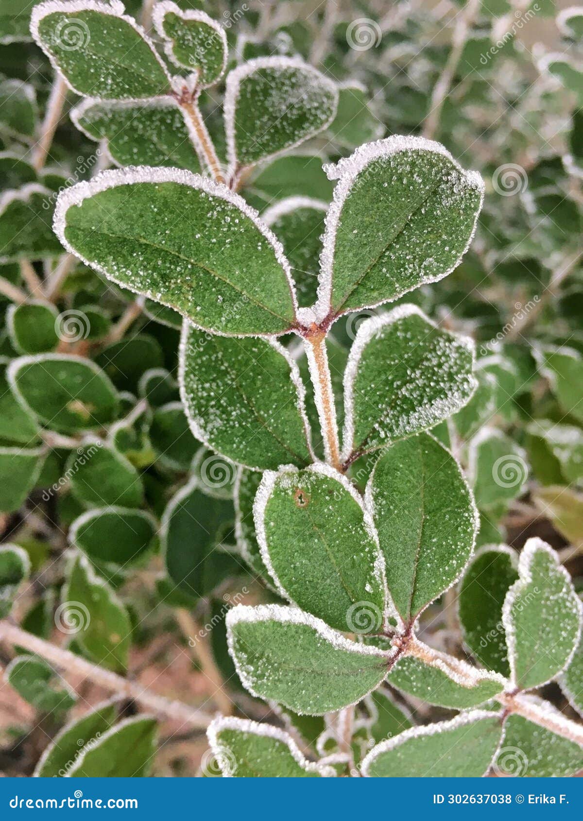 foglie ricoperte di brina