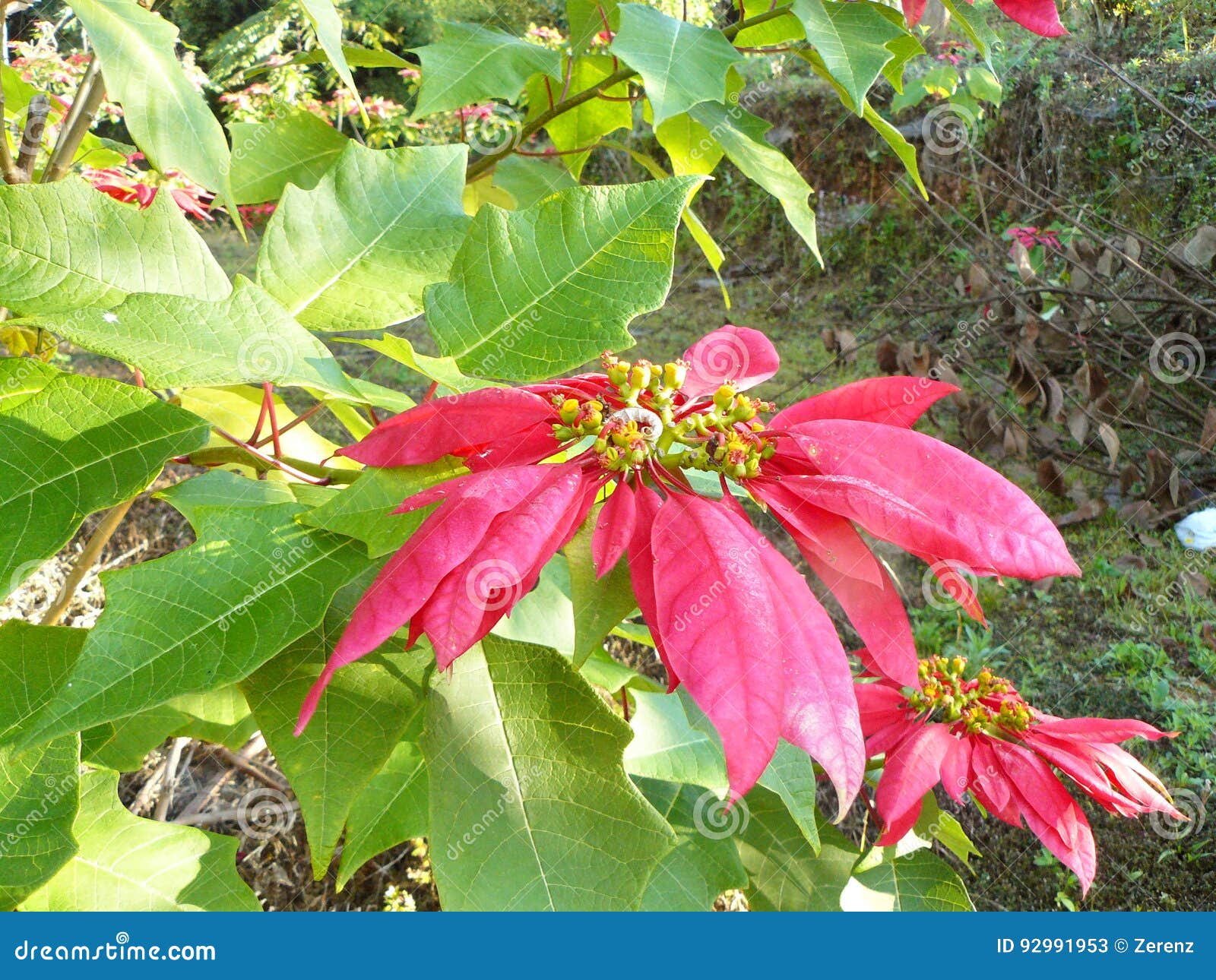 Stella Di Natale Foglie Rosse.Foglie Rosse Della Stella Di Natale Immagine Stock Immagine Di Giardino Sensibilita 92991953