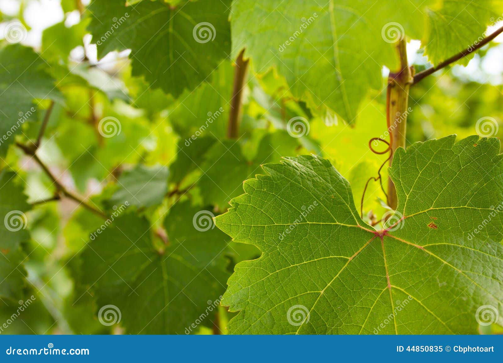 Foglie verdi dell'uva contro un cielo soleggiato. Le foglie verde intenso delle vigne contrappongono contro un chiaro cielo soleggiato dell'estate