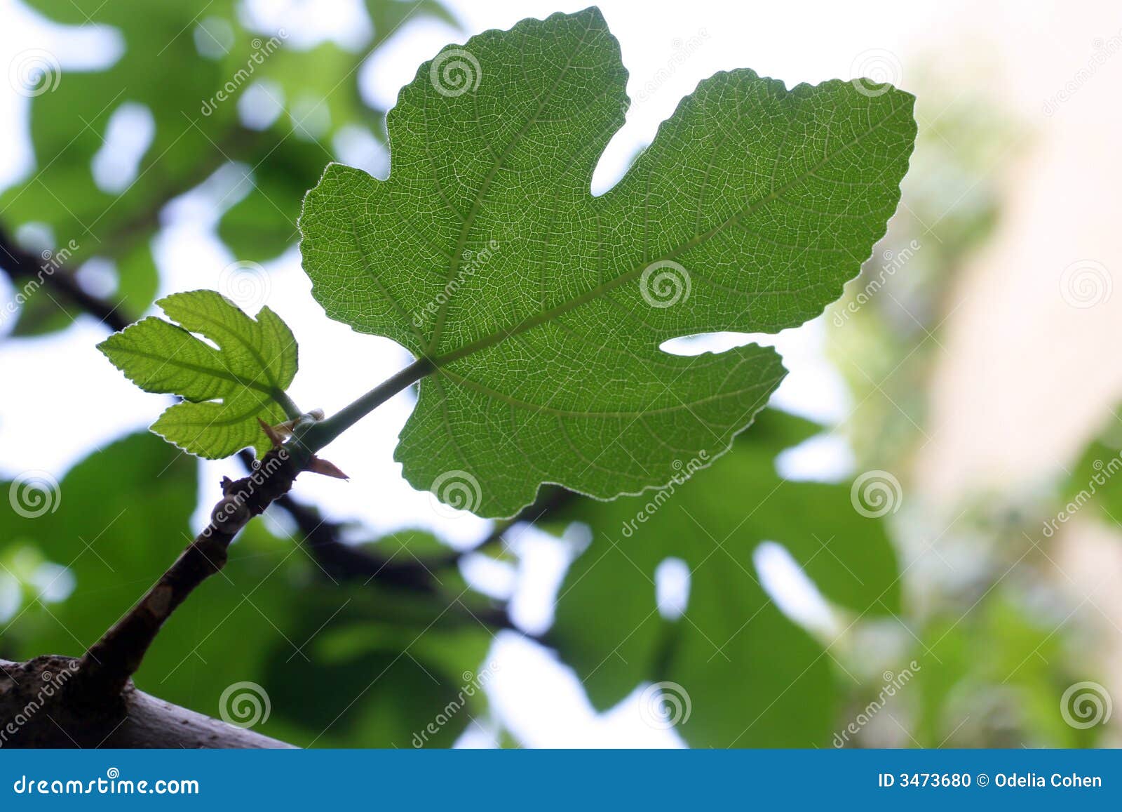 Foglio dell&rsquo;albero di fico fotografia stock. Immagine di santo - 3473680