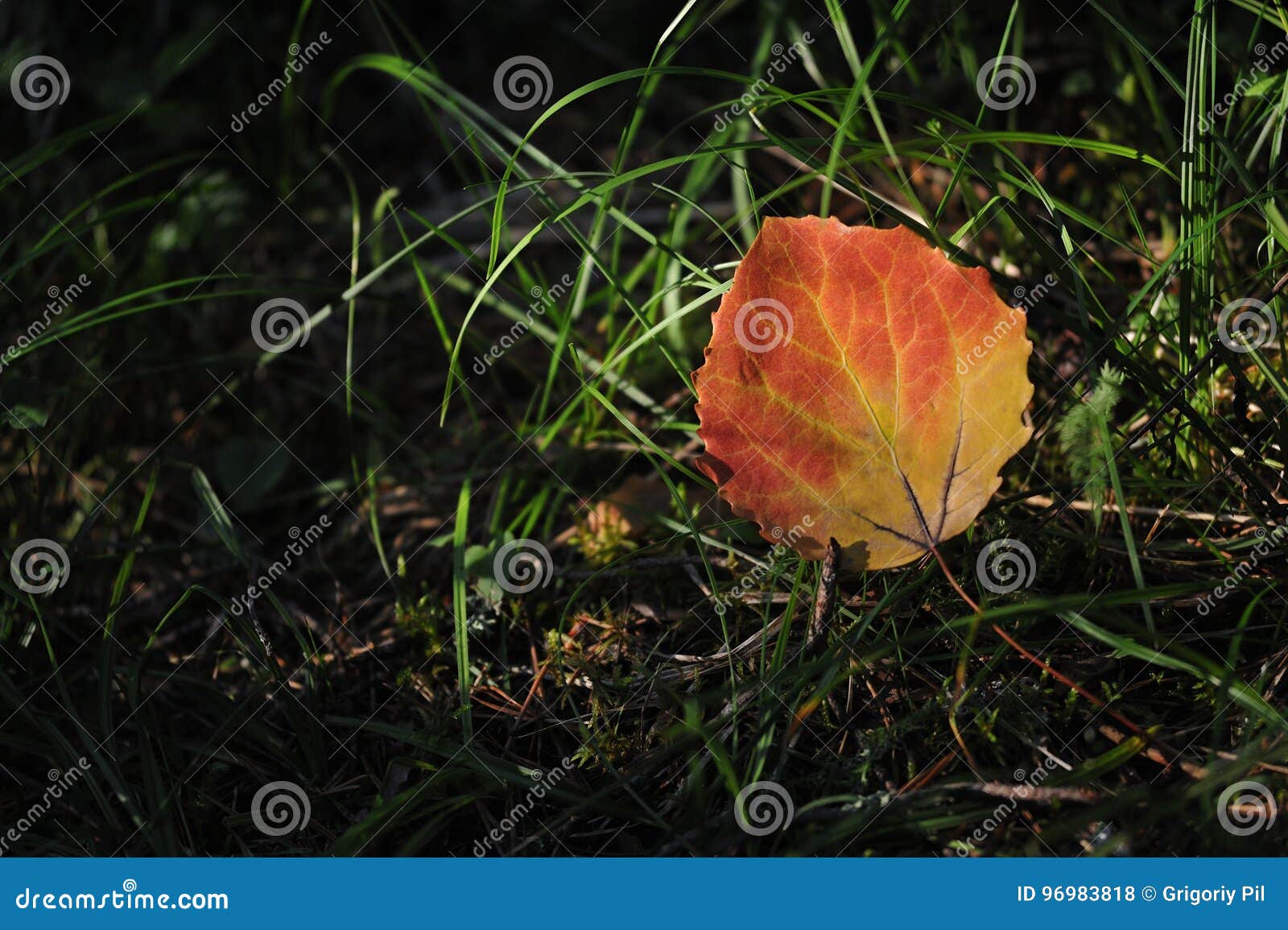 Foglio dell'Aspen. Primo piano della foglia di Aspen alla luce del sole Un simbolo dell'autunno d'avvicinamento