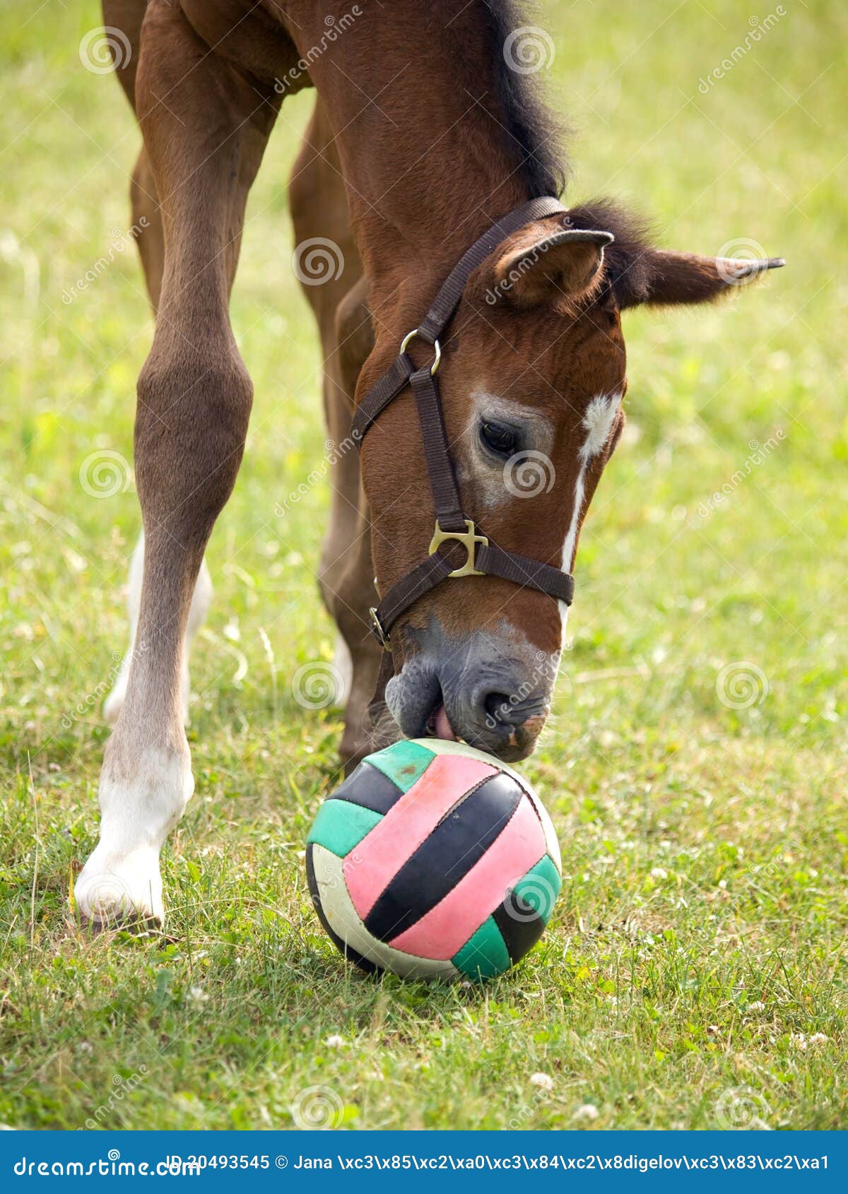 Japanische Mihiro stopft Ihre haarige muschi mit Spielzeug Japanische Mihiro stopft Ihre haarige muschi mit Spielzeug