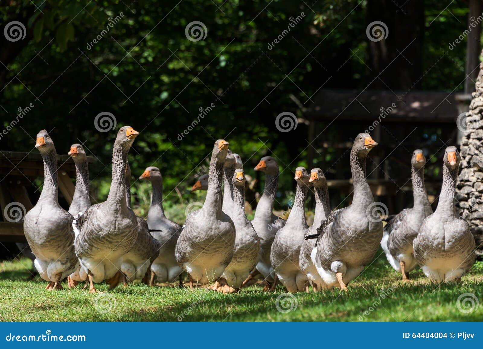 foie gras geese at the goose farm