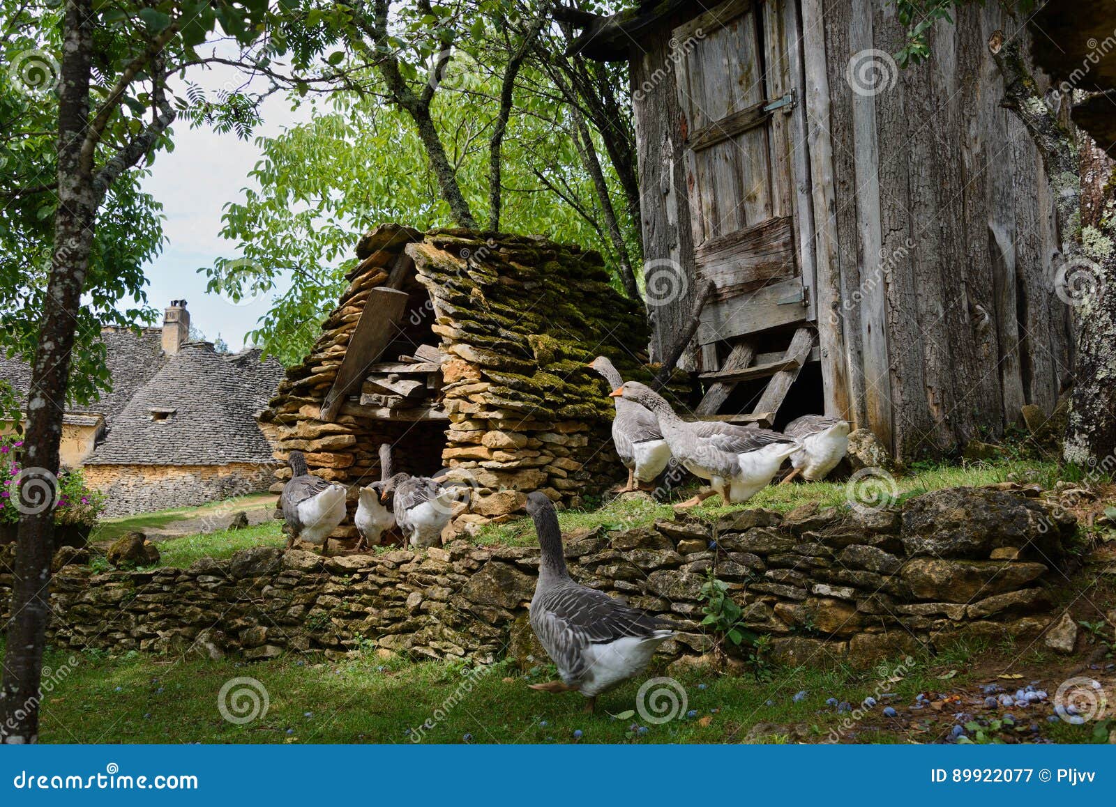 2 258 Goose House Photos Free Royalty Free Stock Photos From Dreamstime