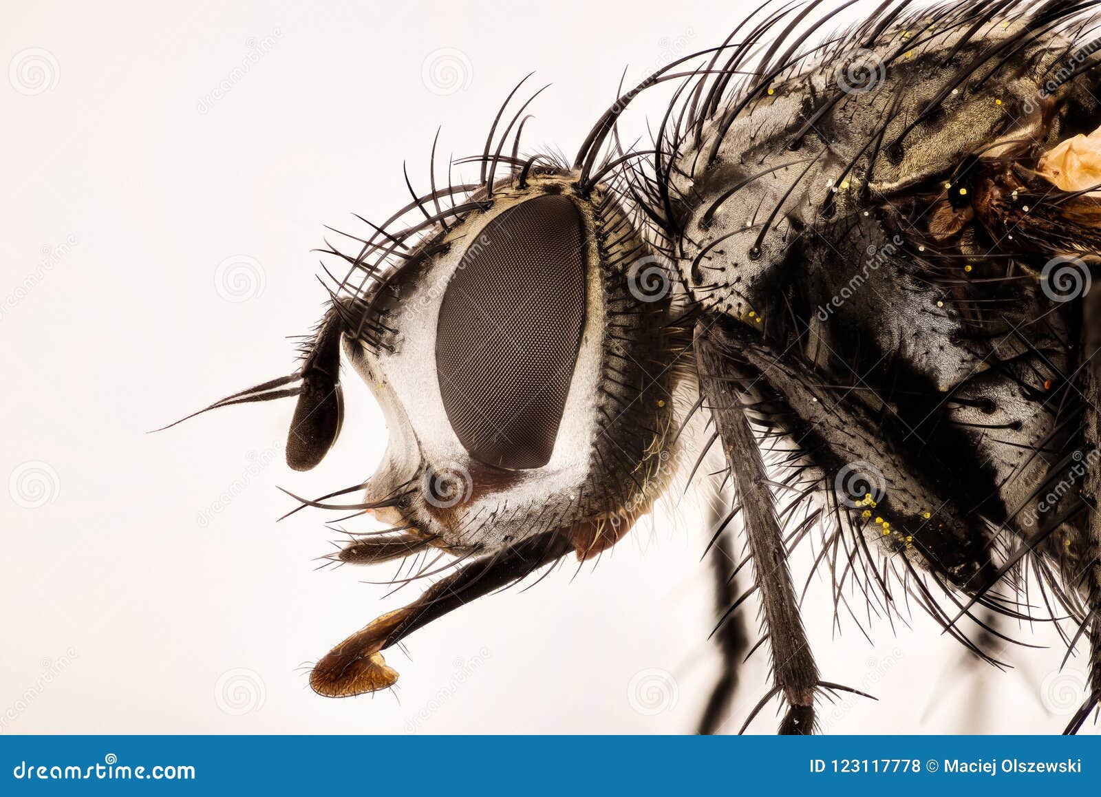 Fokus Stapeln Nowickia Ferox Tachina Ferox Tachinidae Fliege Stockfoto Bild Von Betriebe Nave 123117778