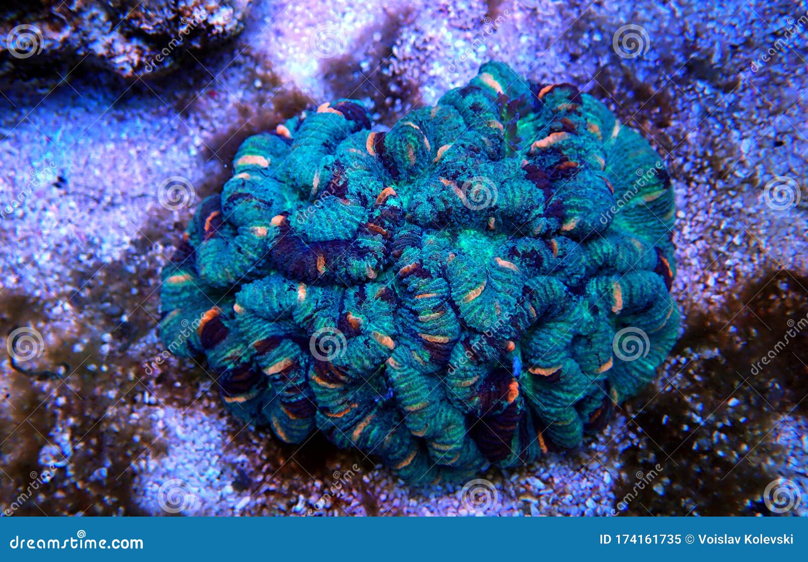 Folded Open Brain Large Polyp Stony LPS Coral Stock Image - Image of ...