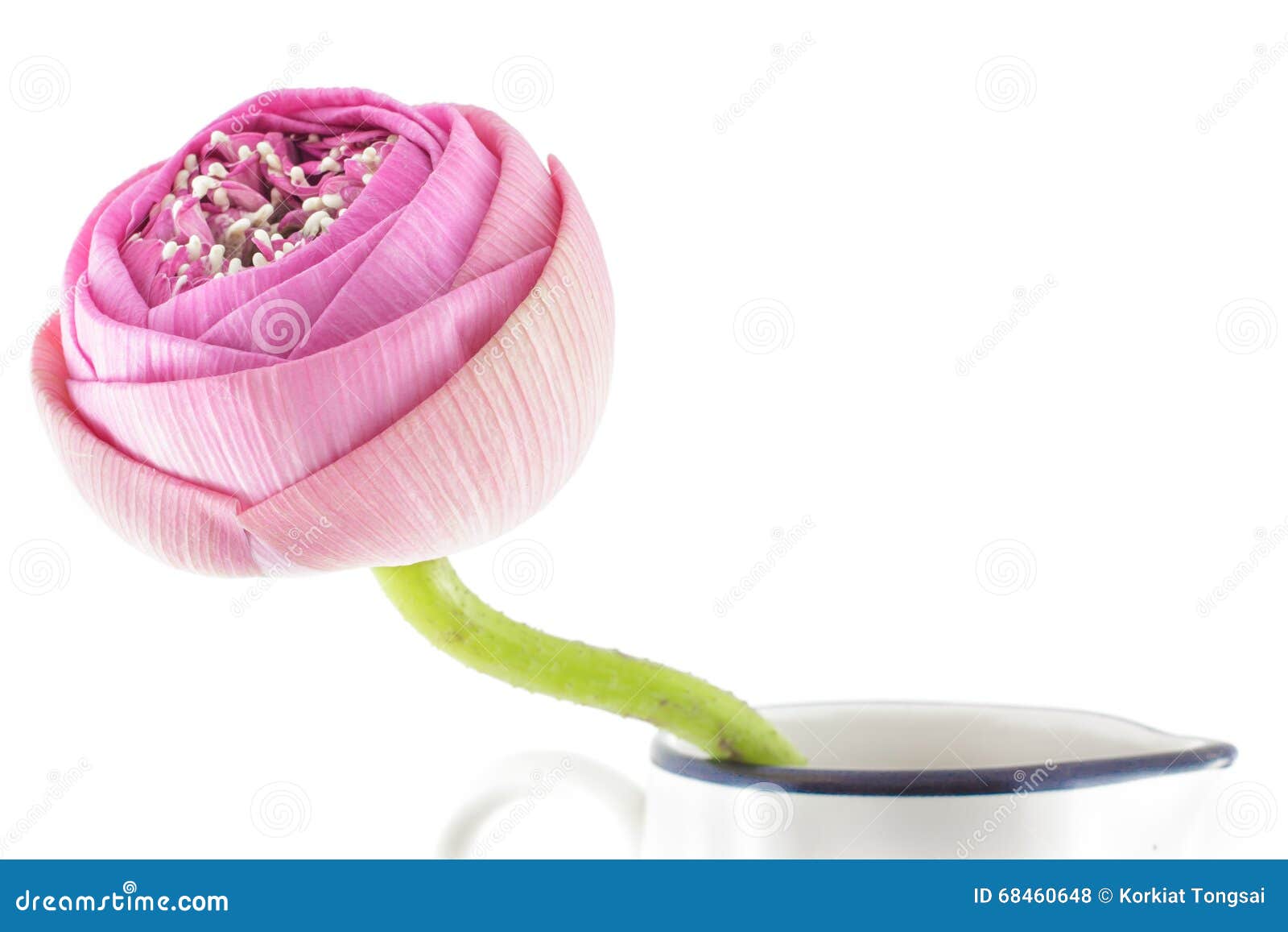 Folded Pink Lotus Flower in Vase Stock Photo Image of colorful, float