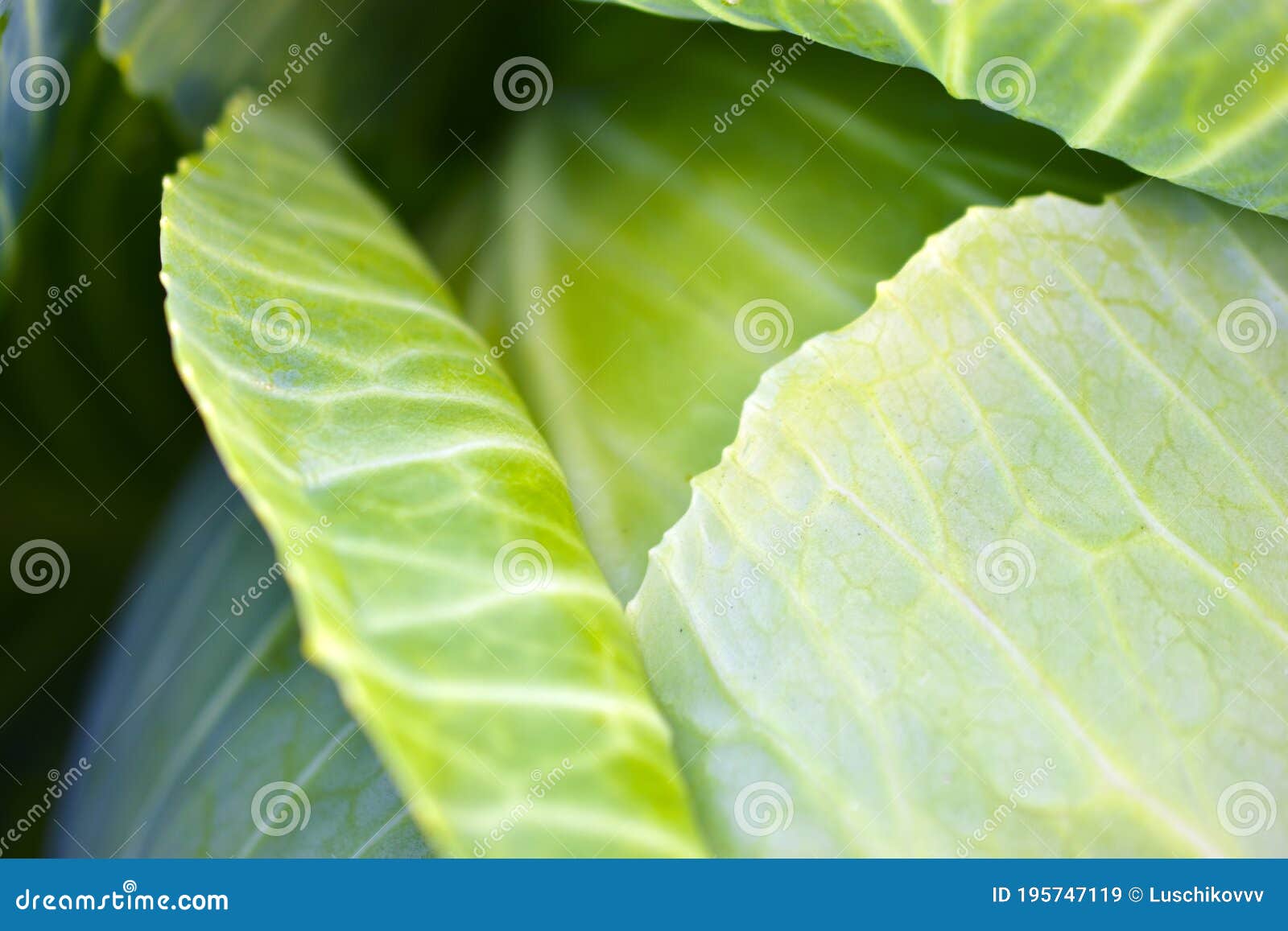 Folds of Green Fresh Cabbage Leaves Close Up Stock Image Image of