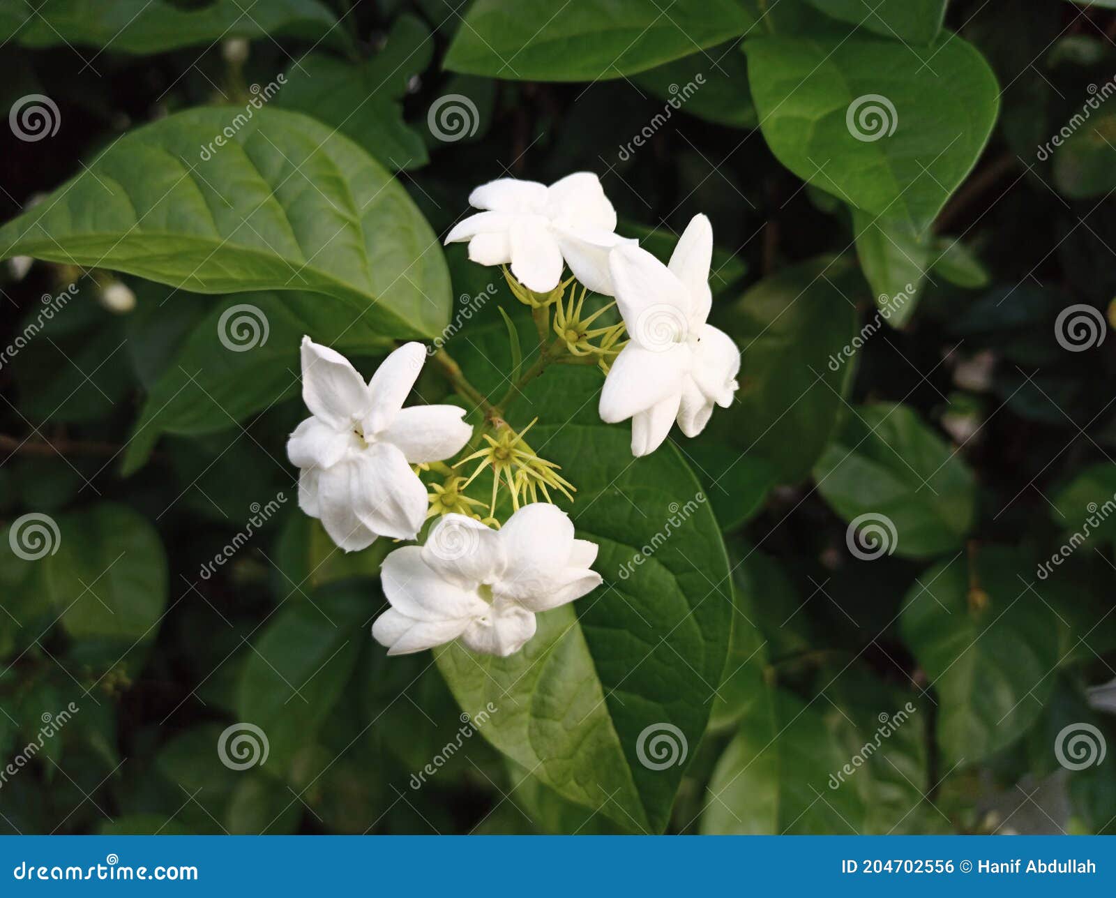 Folha Branca De Flor De Jasmim Foto de Stock - Imagem de nave, folha:  204702556