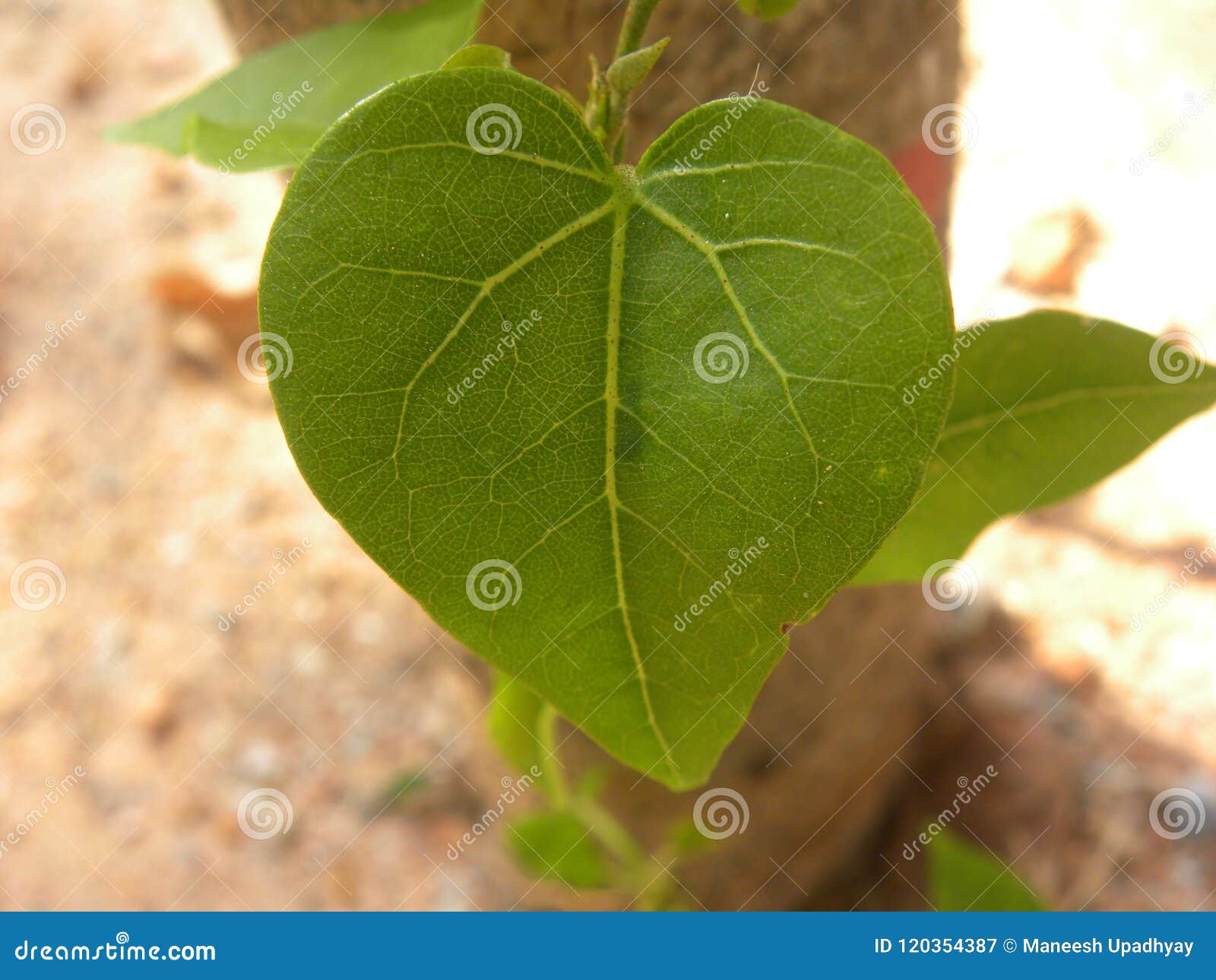 Folha Da Cor Verde Da Forma Do Coração Da árvore Do Beechwood Imagem de  Stock - Imagem de filial, botânica: 120354387